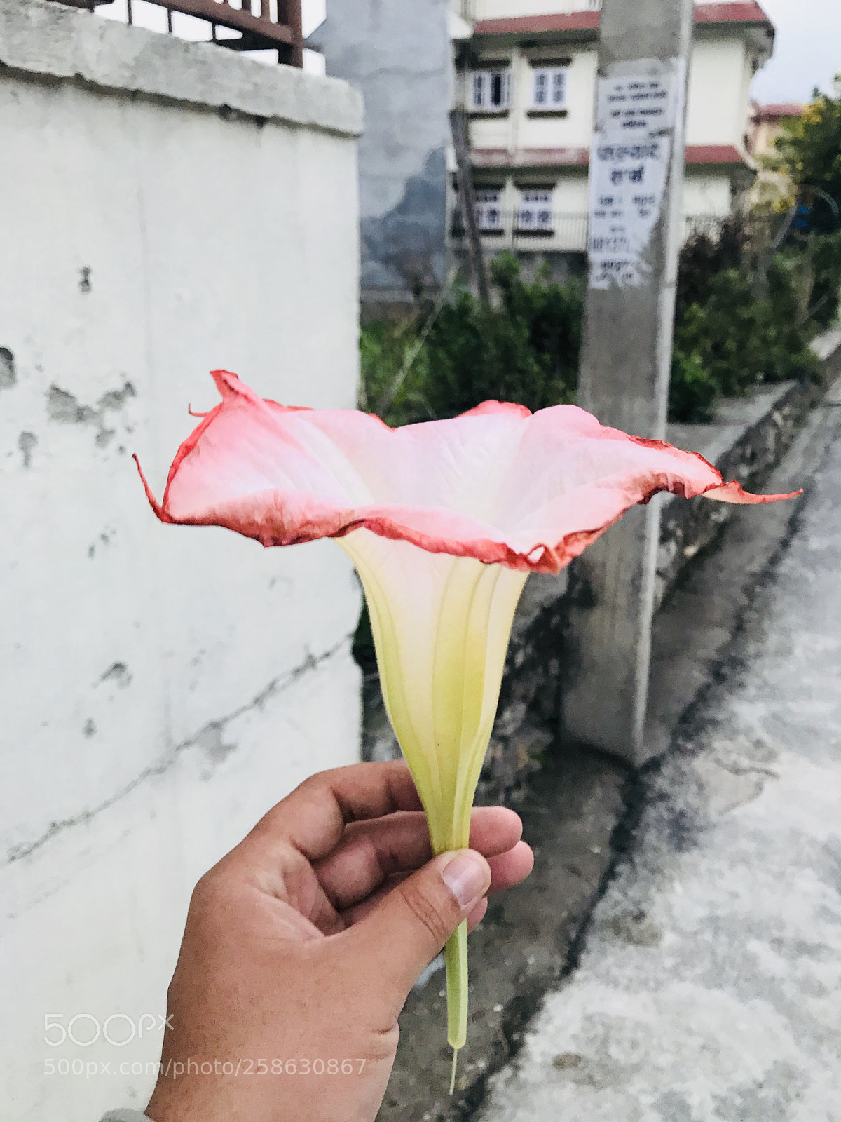 Apple iPhone 7 sample photo. Flower? photography