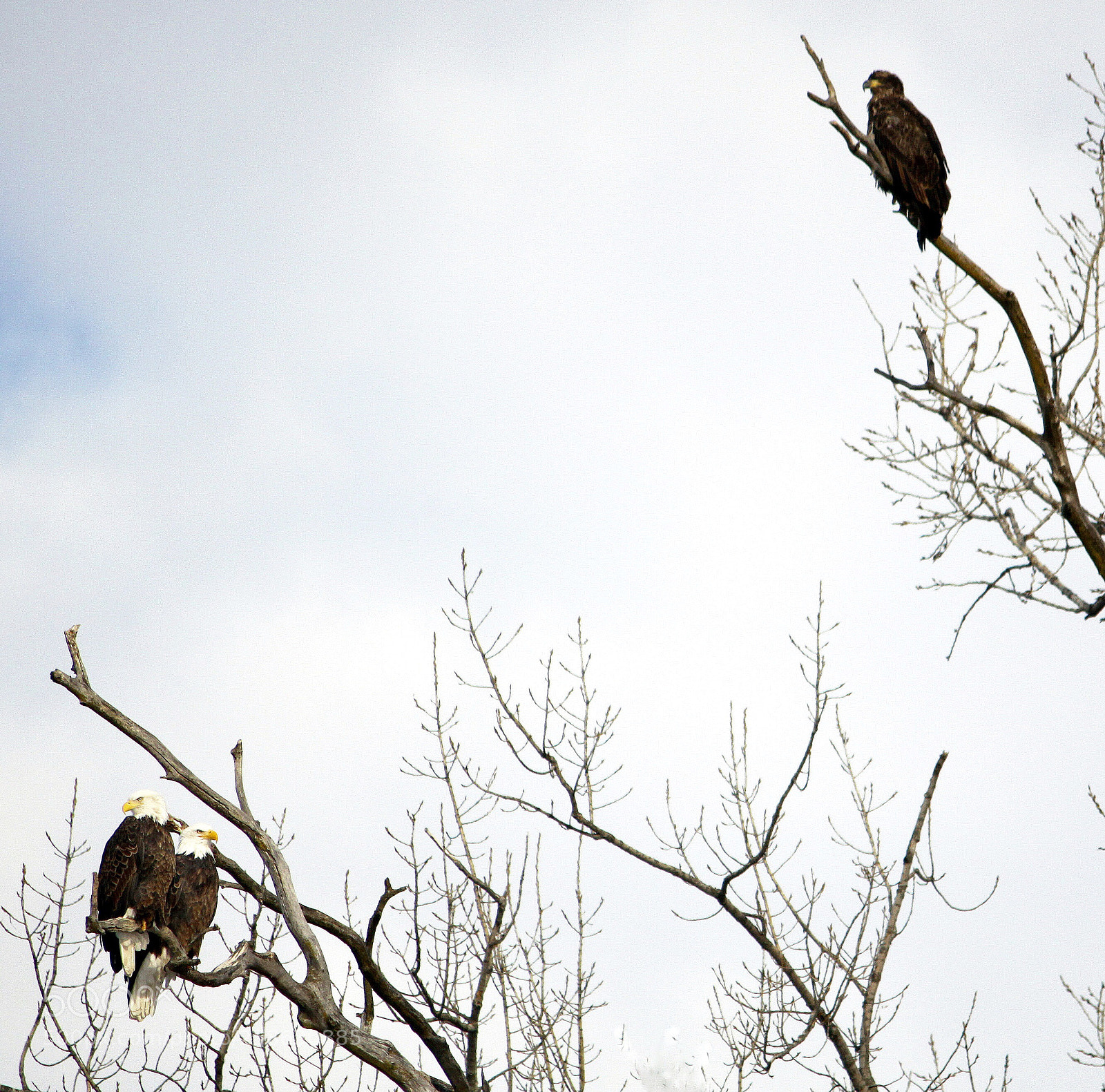 Canon EOS 50D sample photo. Bald  eagle’s photography