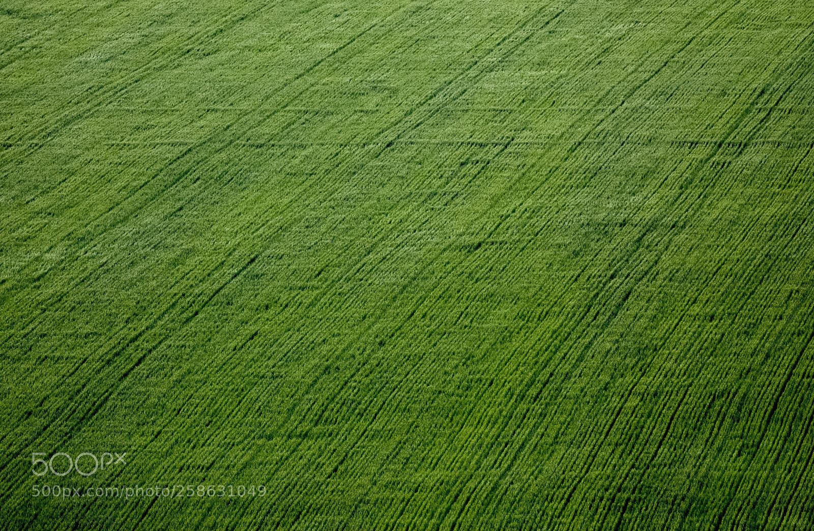 Canon EOS 5D Mark IV sample photo. Green photography