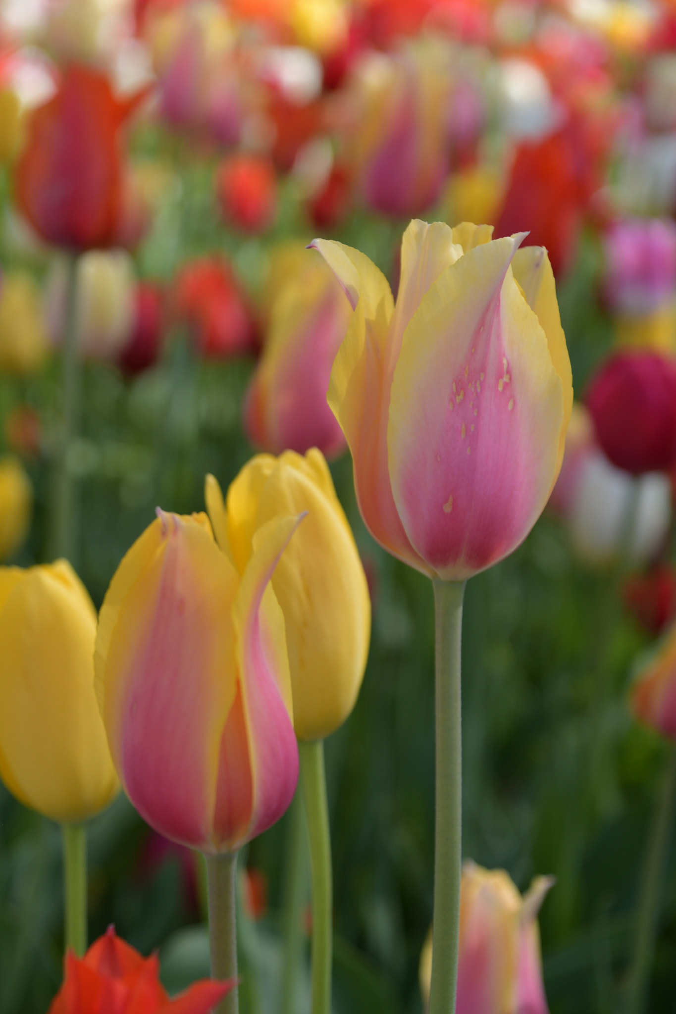 Nikon D7500 sample photo. Tulips legend  photography
