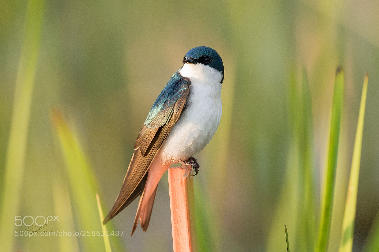 Nikon D810 sample photo. Tree swallow at sunrise photography