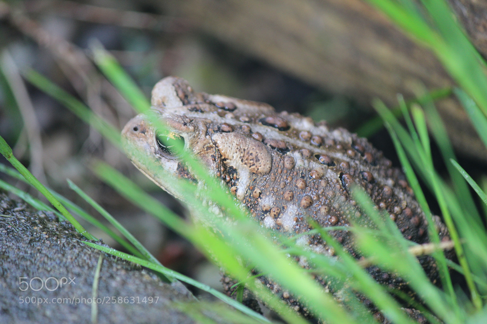Canon EOS 600D (Rebel EOS T3i / EOS Kiss X5) sample photo. Hidden toad photography