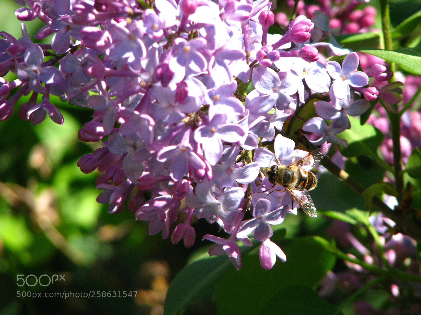 Canon POWERSHOT S5 IS sample photo. Bumble on lilac flowers photography