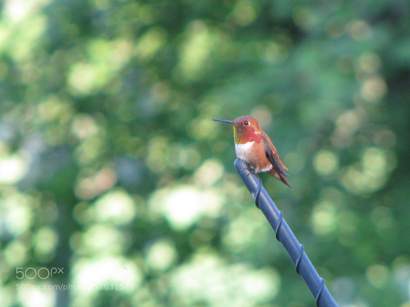 Canon POWERSHOT S5 IS sample photo. Hummingbird on antenna photography