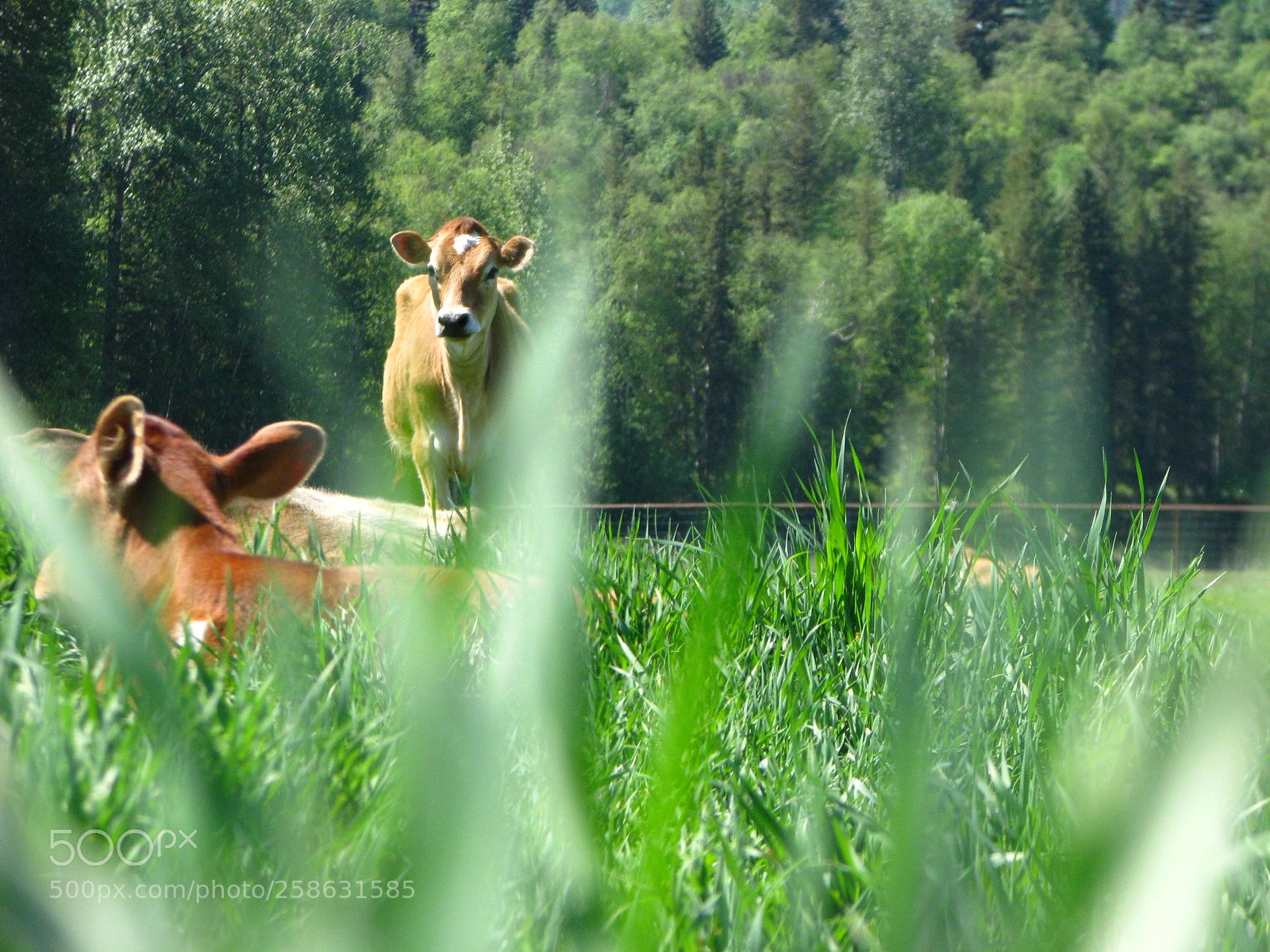 Canon POWERSHOT S5 IS sample photo. Jerseys in the meadow photography