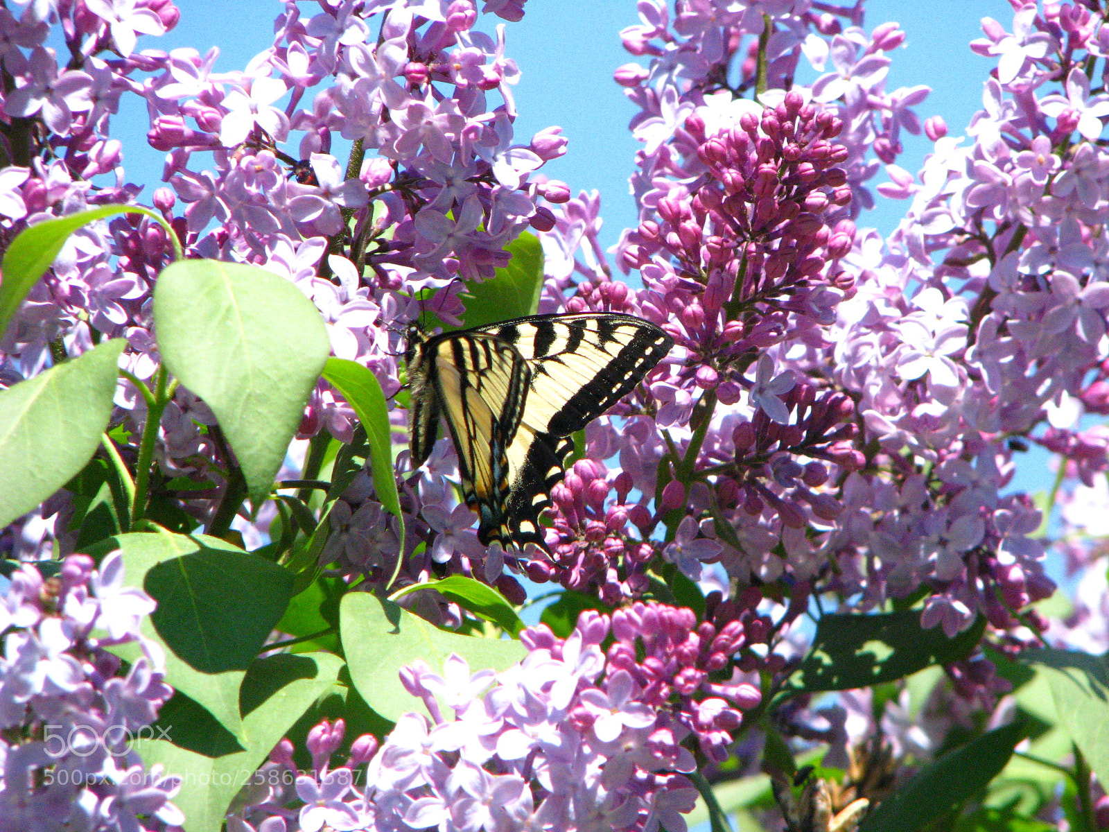 Canon POWERSHOT S5 IS sample photo. Yellow butterfly photography