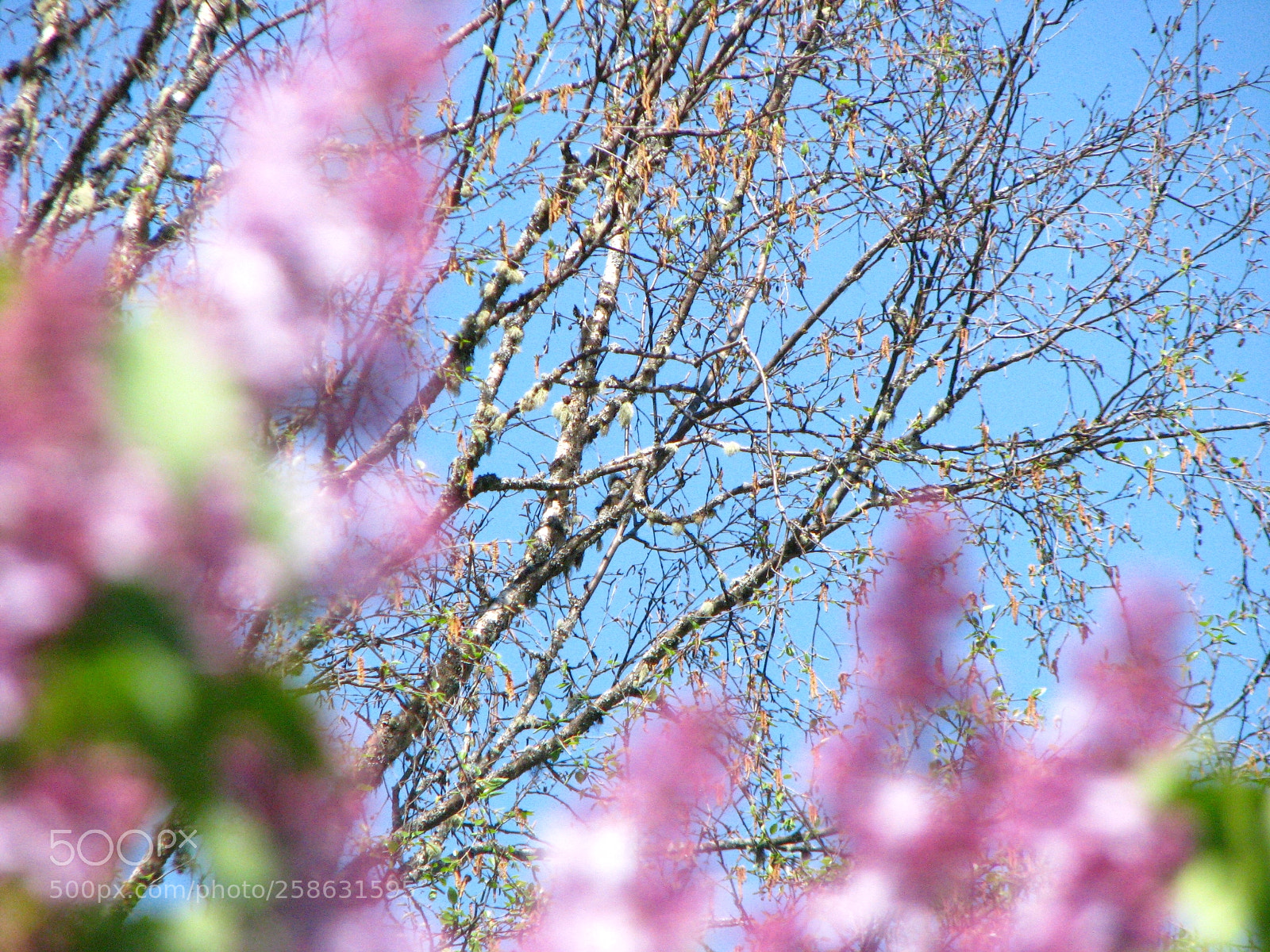 Canon POWERSHOT S5 IS sample photo. Purple aesthetic photography