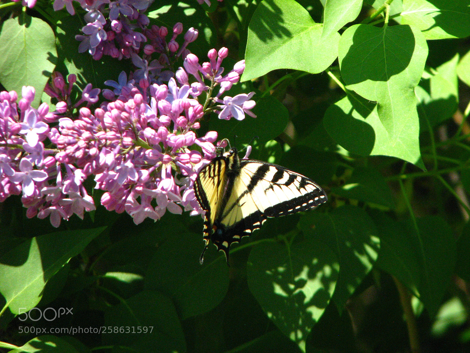 Canon POWERSHOT S5 IS sample photo. Yellow butterfly 2 photography