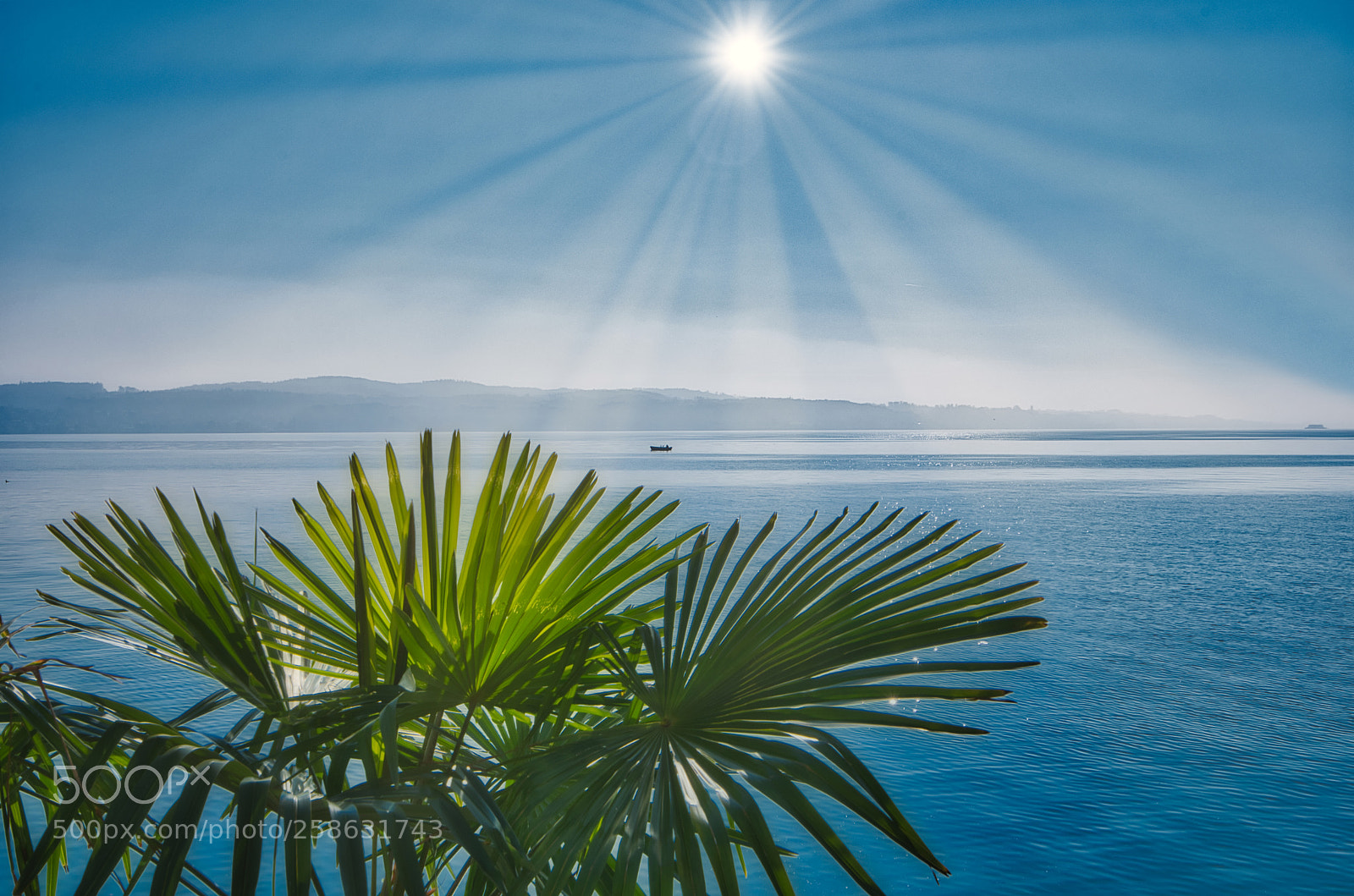 Nikon D7500 sample photo. Morgens mainau sonne photography