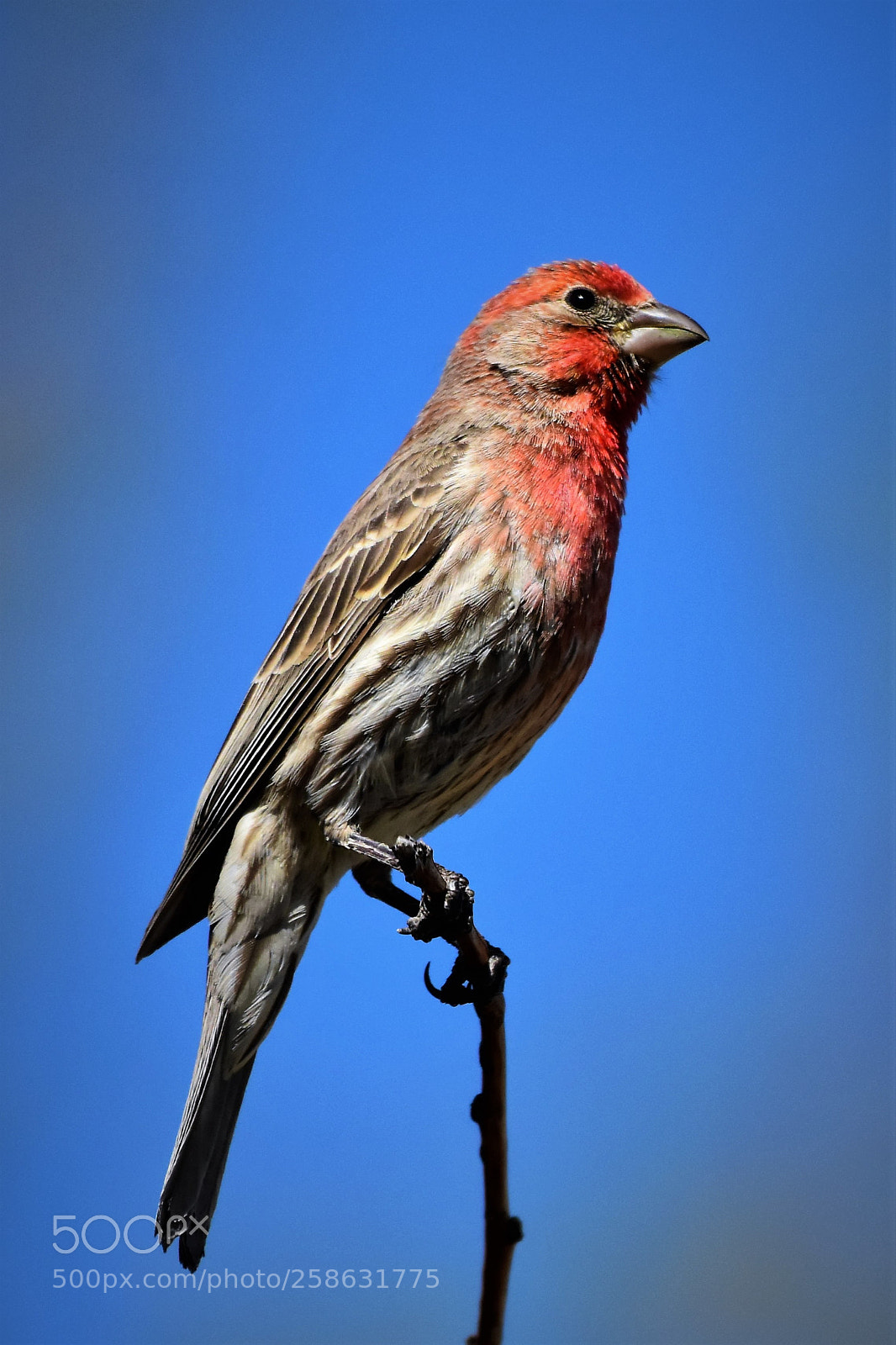 Nikon D7200 sample photo. Purple finch and blue photography