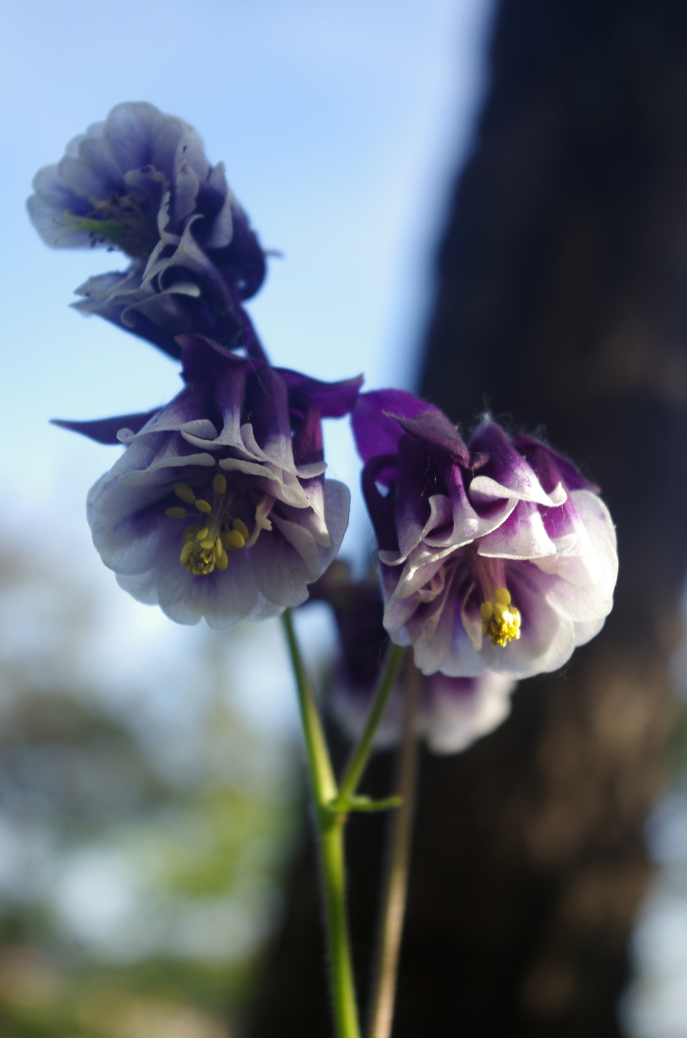 Pentax K-5 + smc PENTAX-DA L 18-55mm F3.5-5.6 sample photo. 大连 花 photography