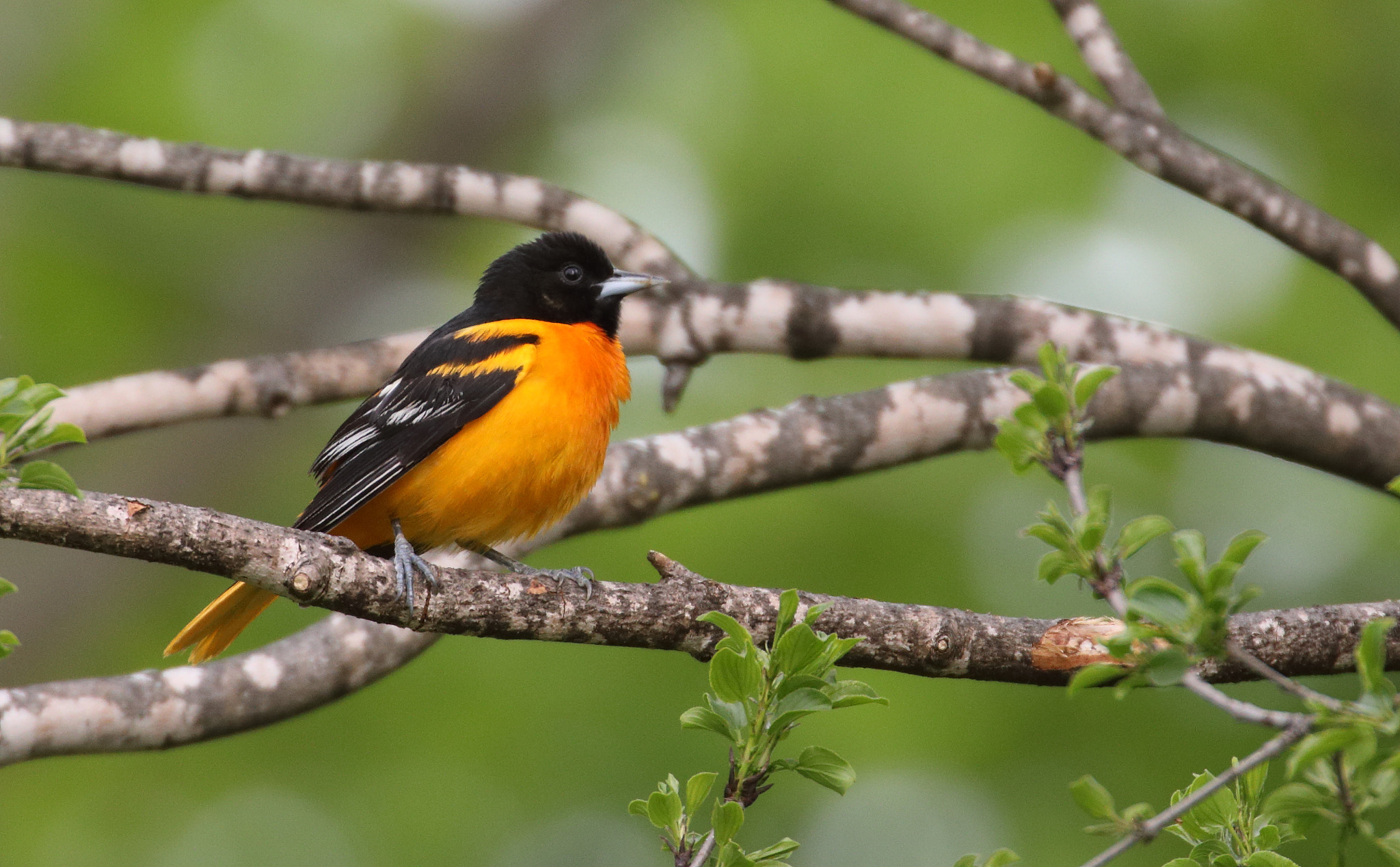 Canon EF 100-400mm F4.5-5.6L IS II USM sample photo. Baltimore oriole photography