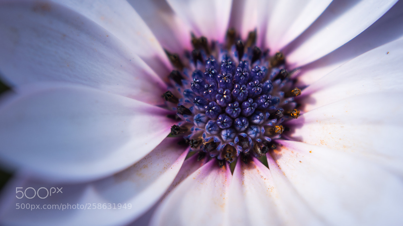 Nikon D5500 sample photo. Tus colores... photography