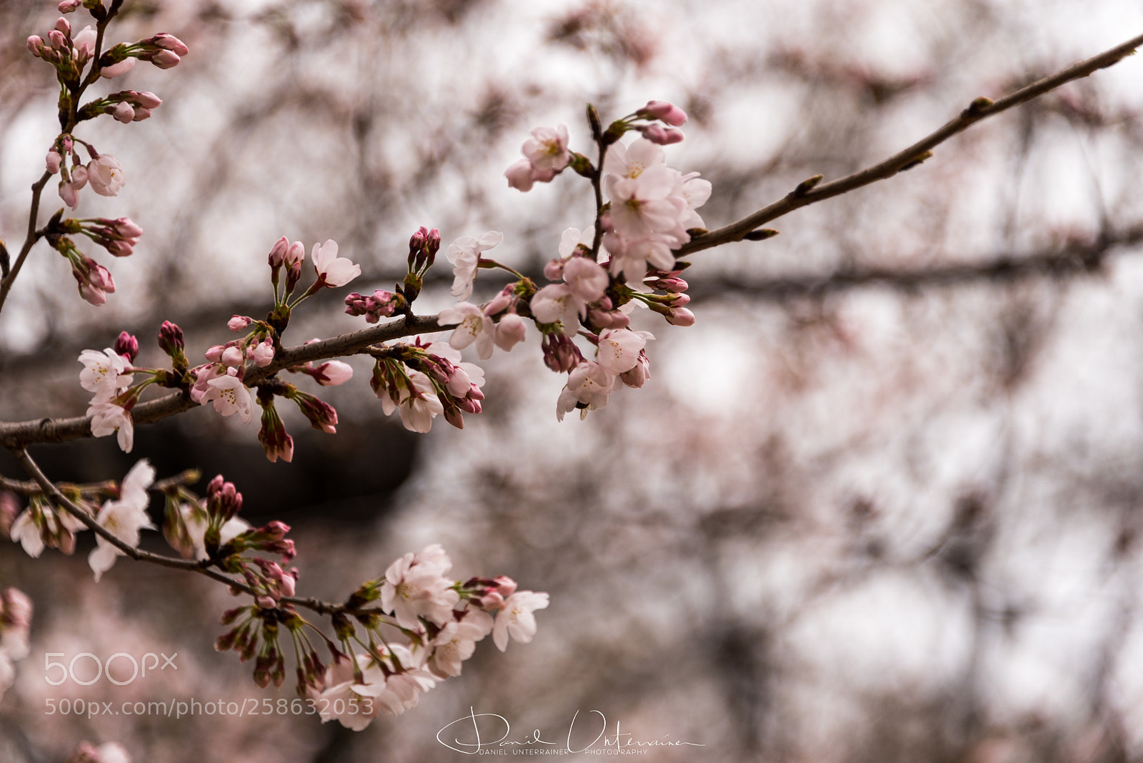 Nikon D750 sample photo. Blossoms photography