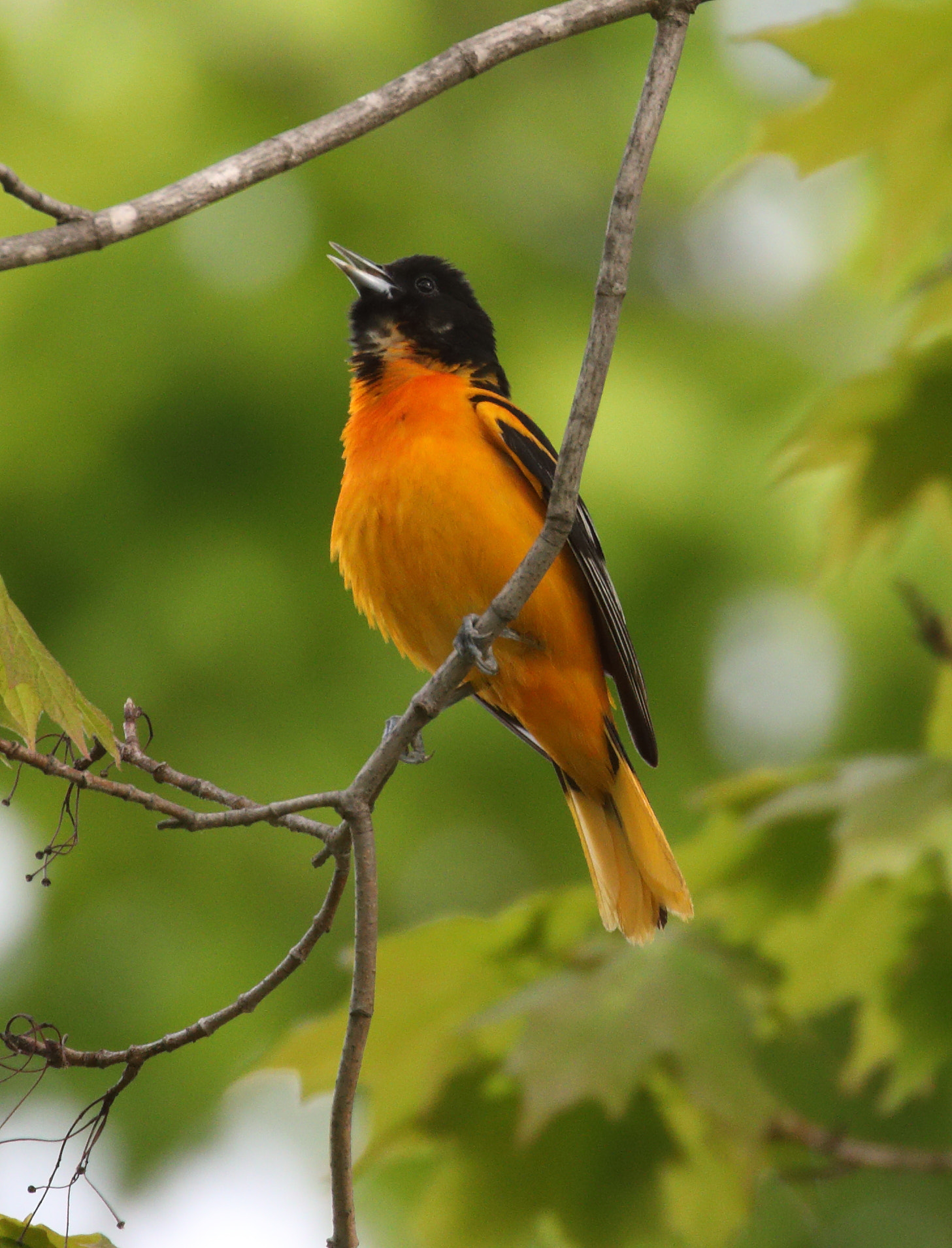 Canon EOS 5D Mark IV sample photo. Baltimore oriole photography