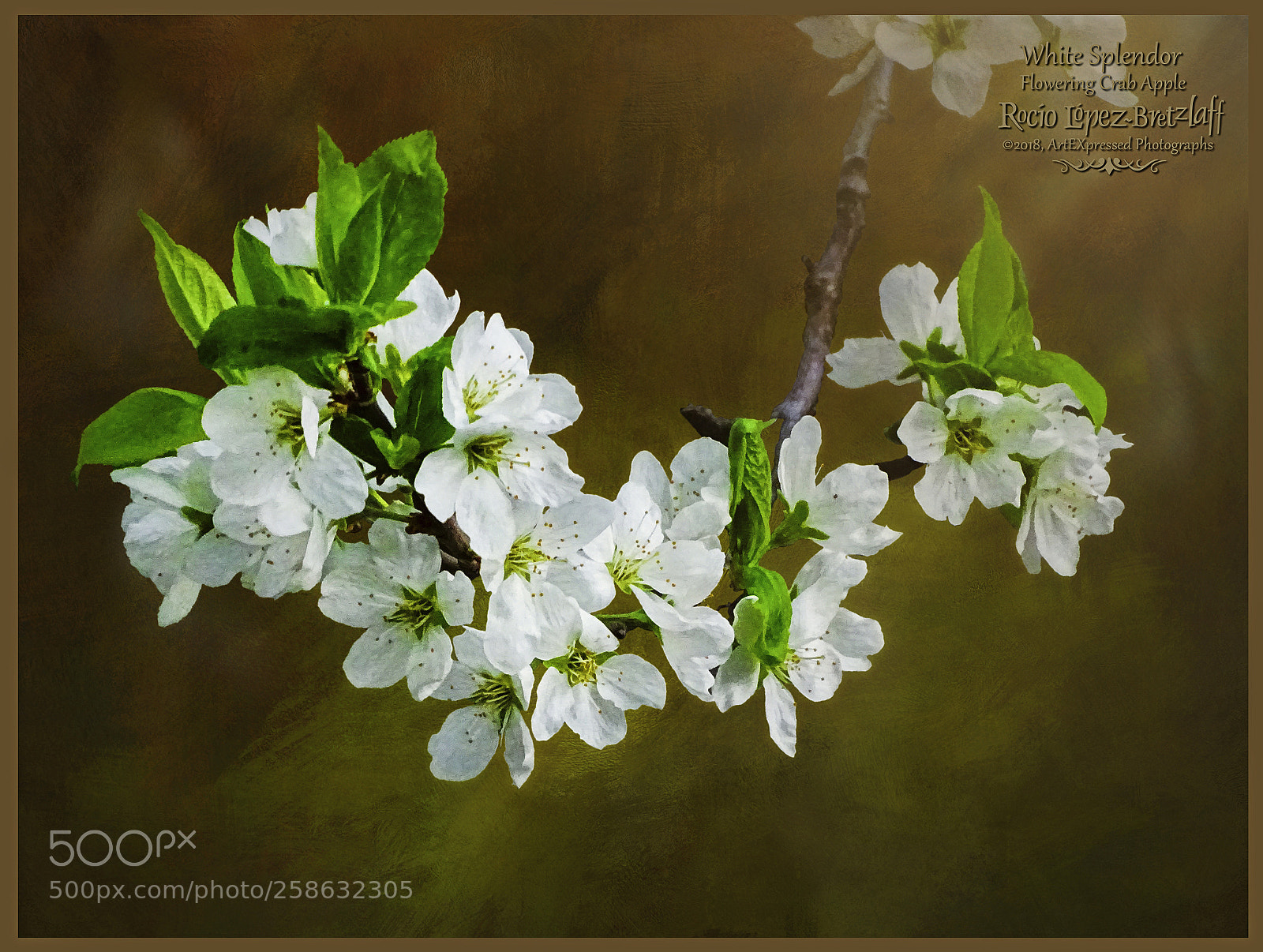 Sony Cyber-shot DSC-HX400V sample photo. White splendor photography