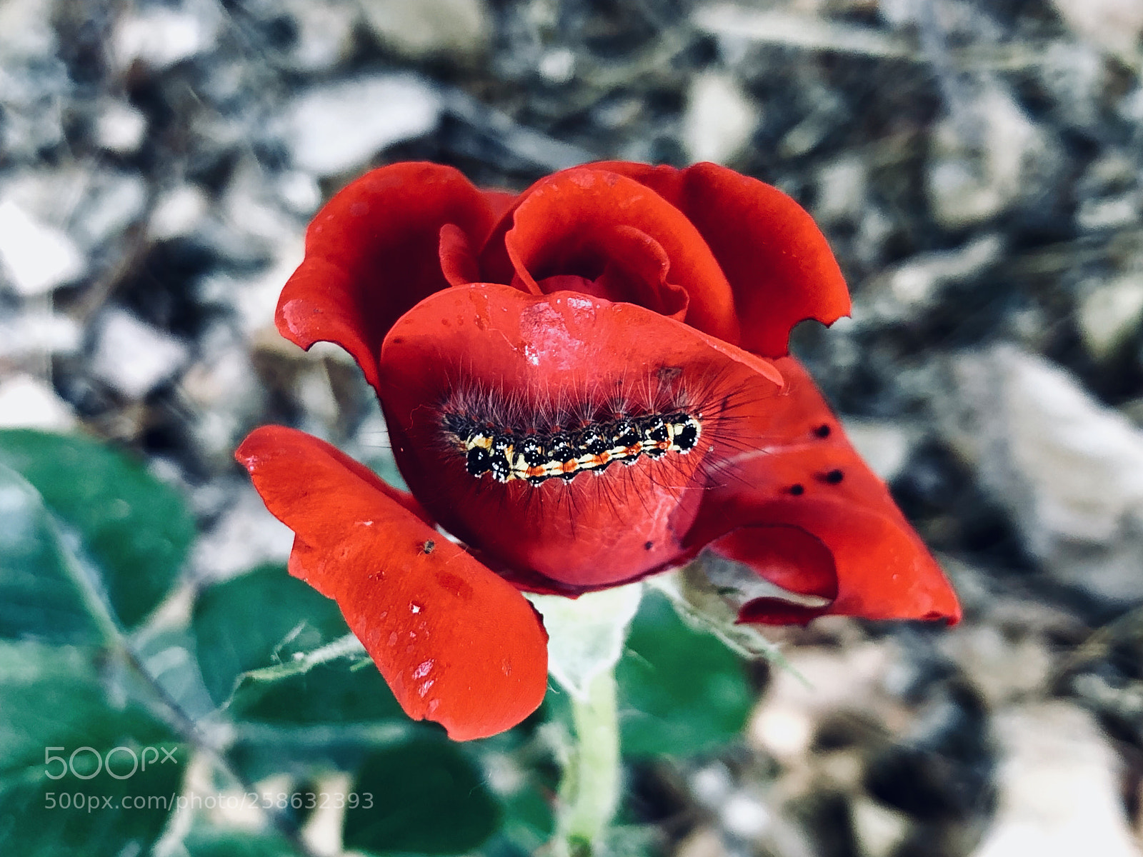 Apple iPhone X sample photo. The wicked and the photography