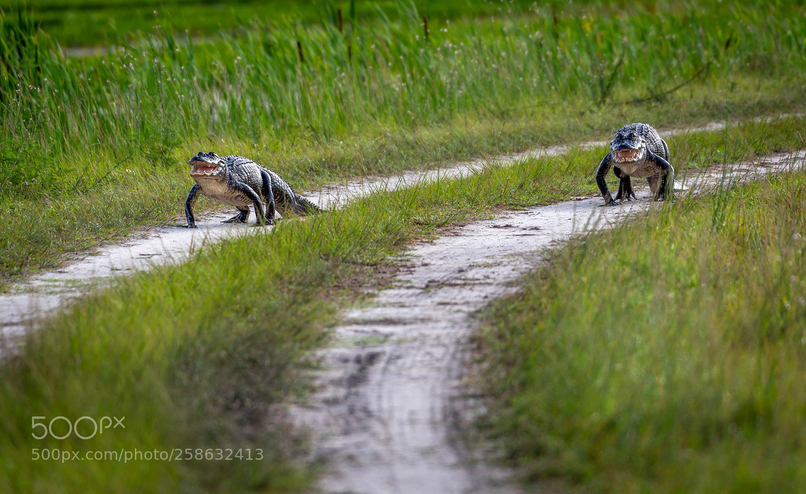 Nikon D750 sample photo. Alligator alley photography
