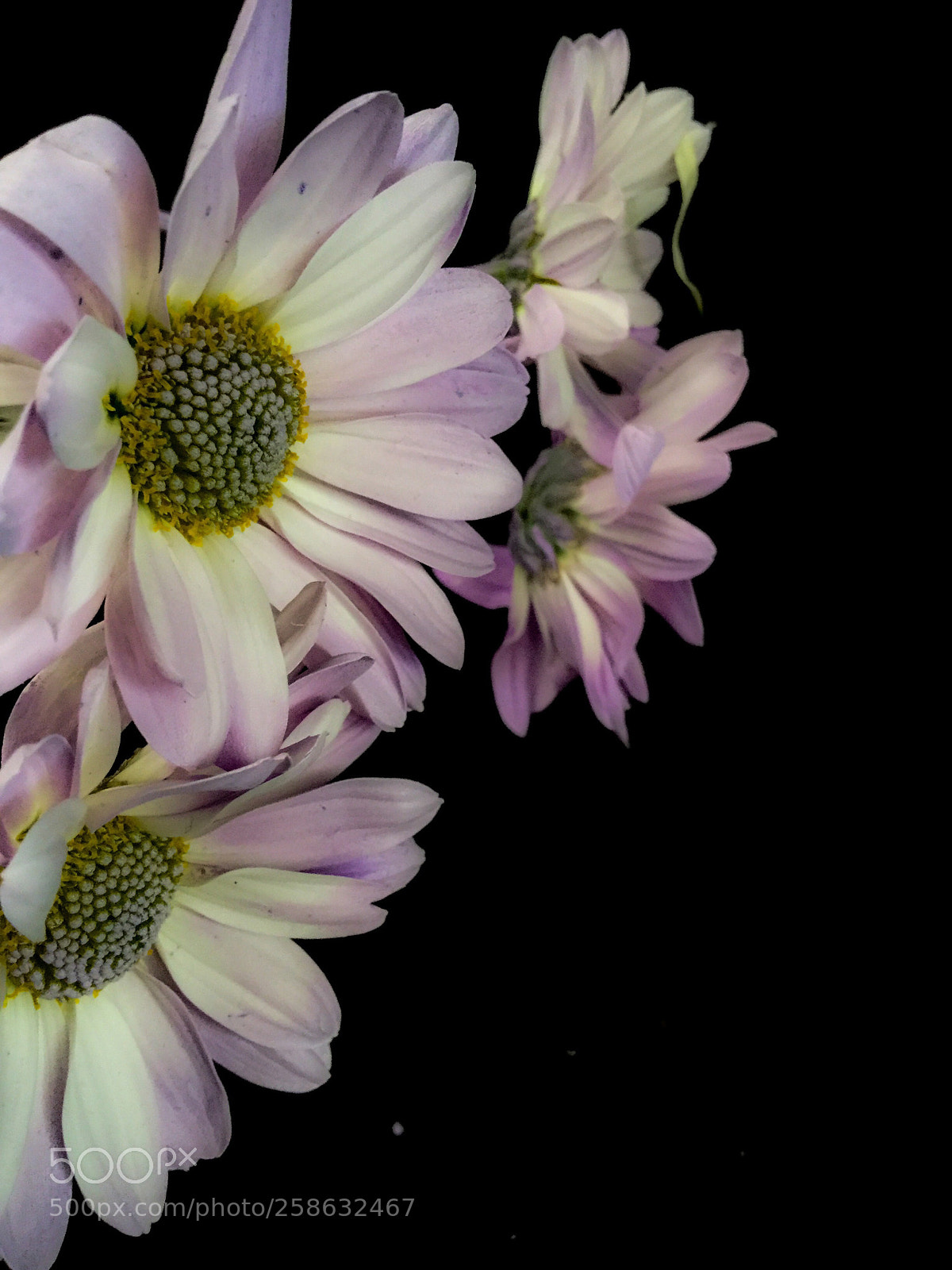 Apple iPod touch sample photo. Happy flowers photography