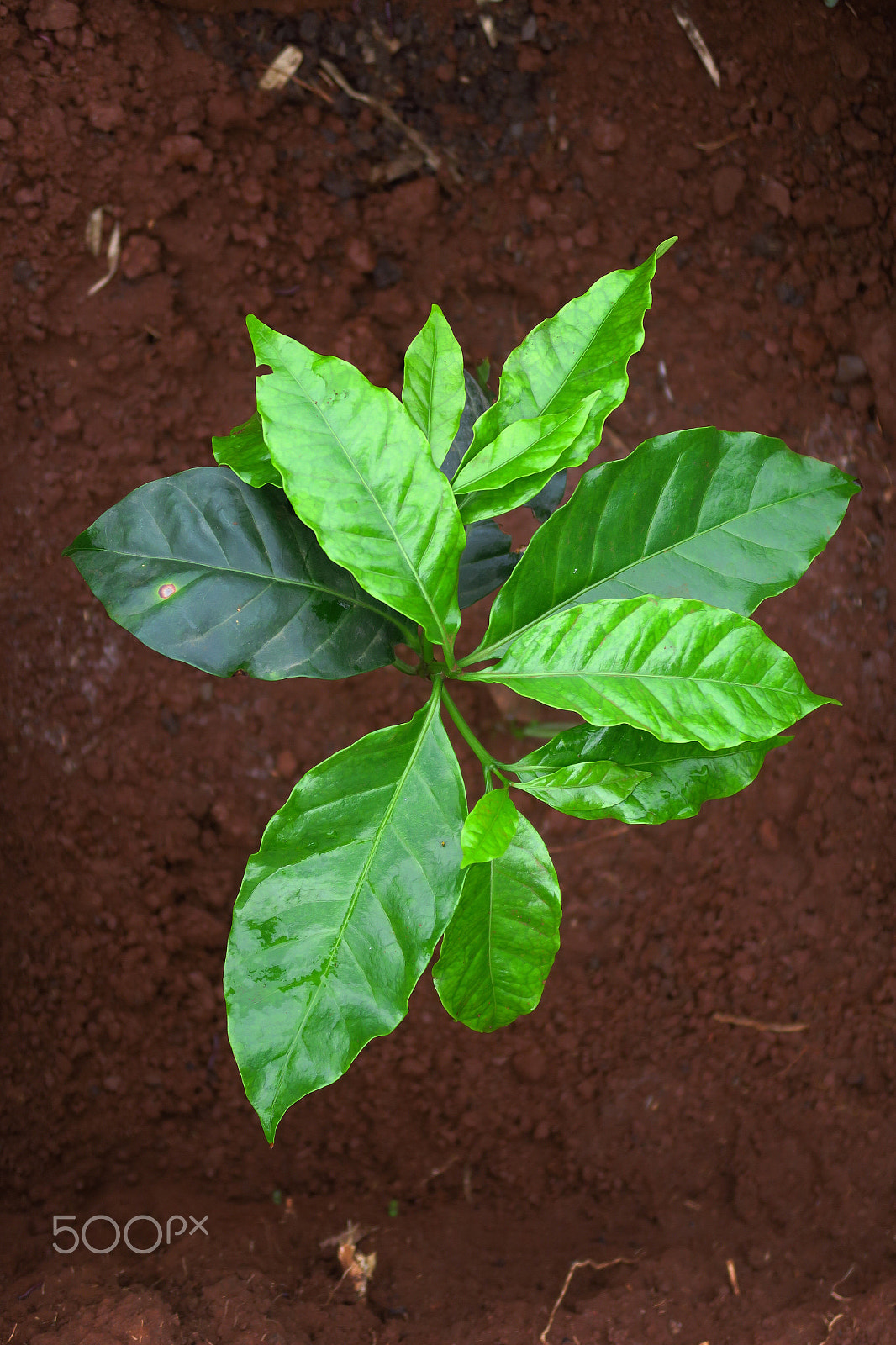 Canon PowerShot G5 X sample photo. Coffee plant - laos 2018 photography