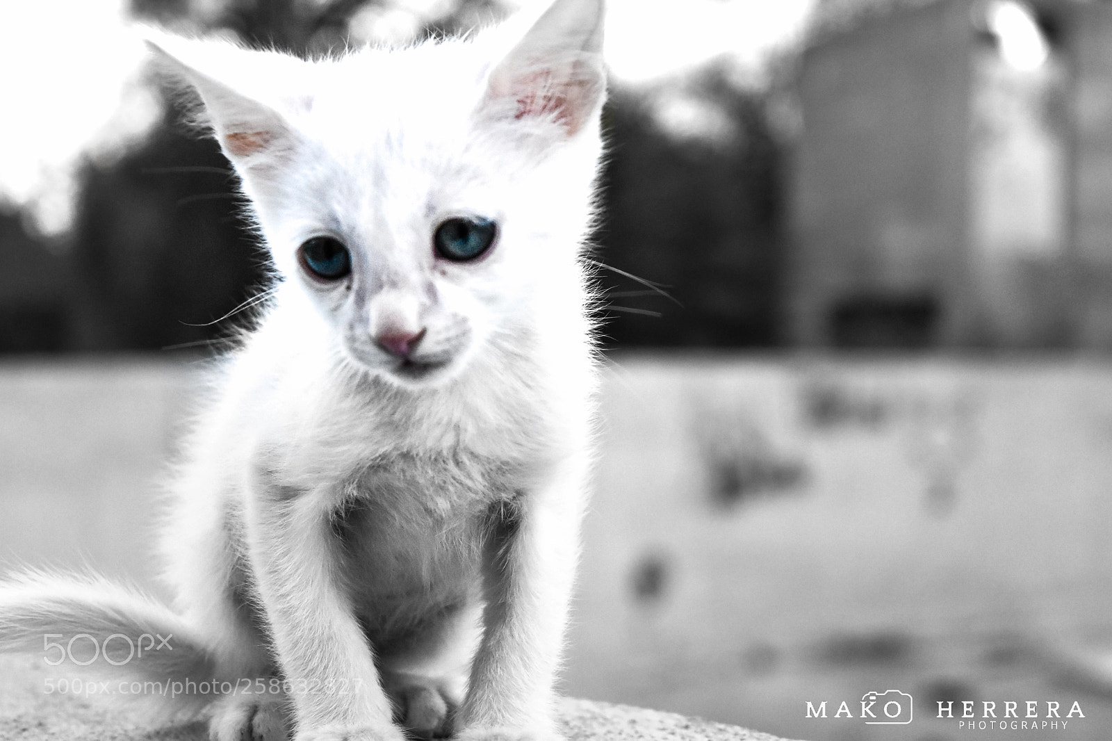 Nikon D5500 sample photo. Gato photography