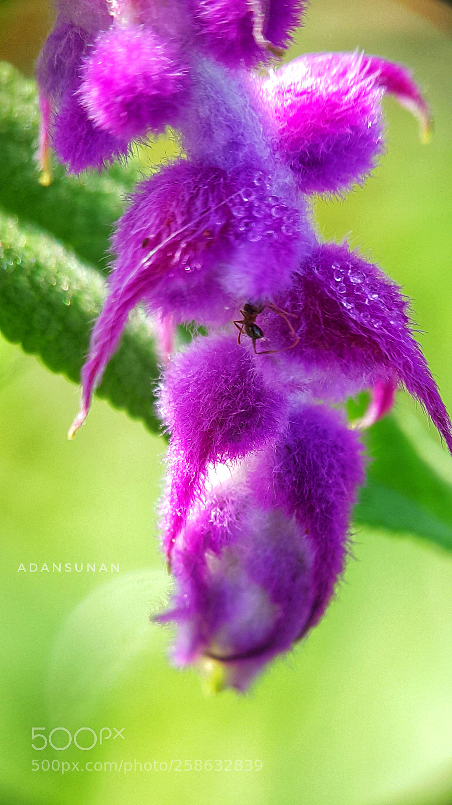 Samsung Galaxy Note4 sample photo. Jomblo ungu photography