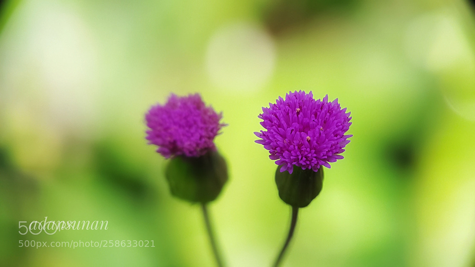 Samsung Galaxy Note4 sample photo. Kembang ngaca photography