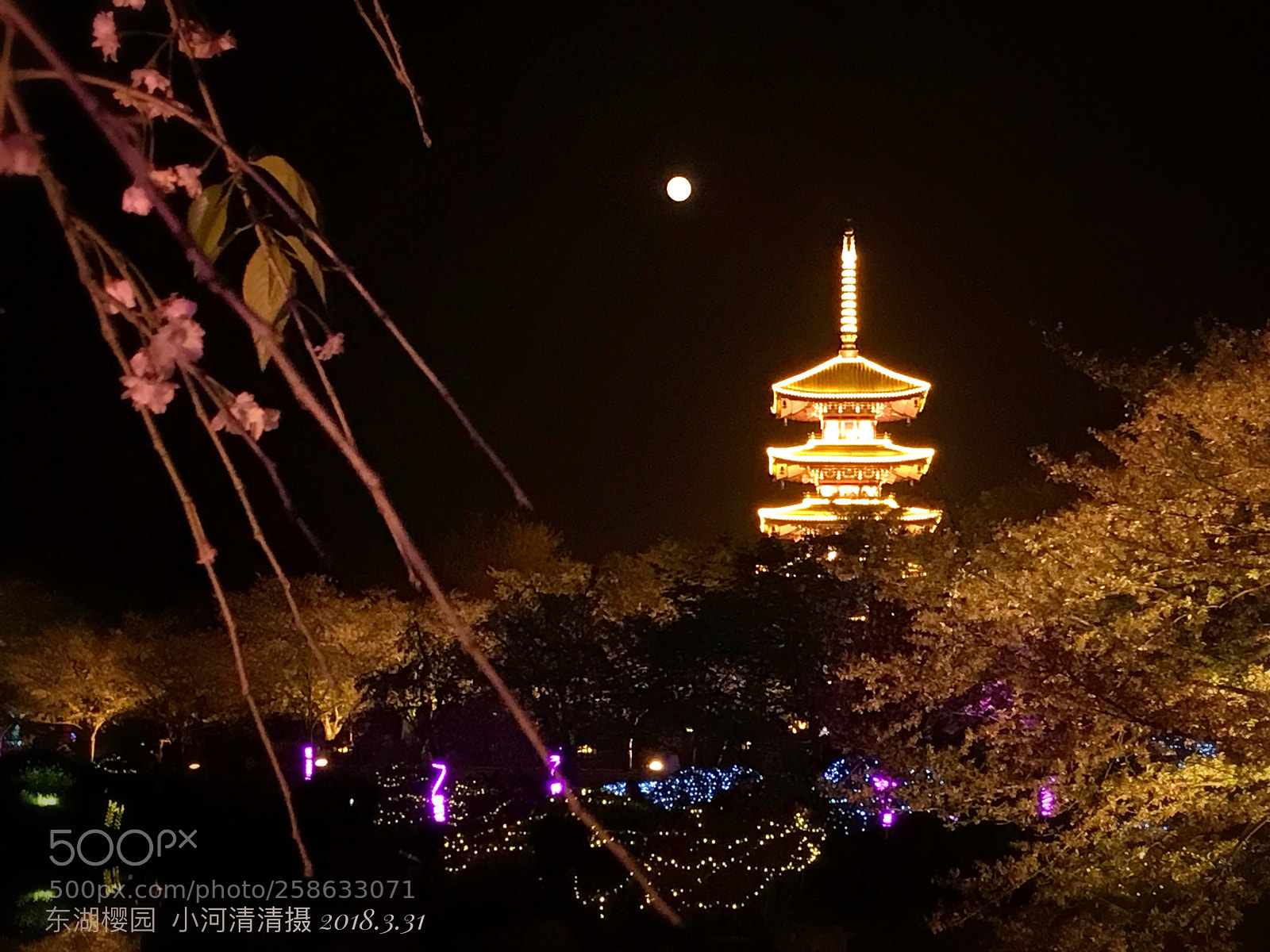 Apple iPhone 7 Plus sample photo. 东湖樱园之夜～花好月圆 photography