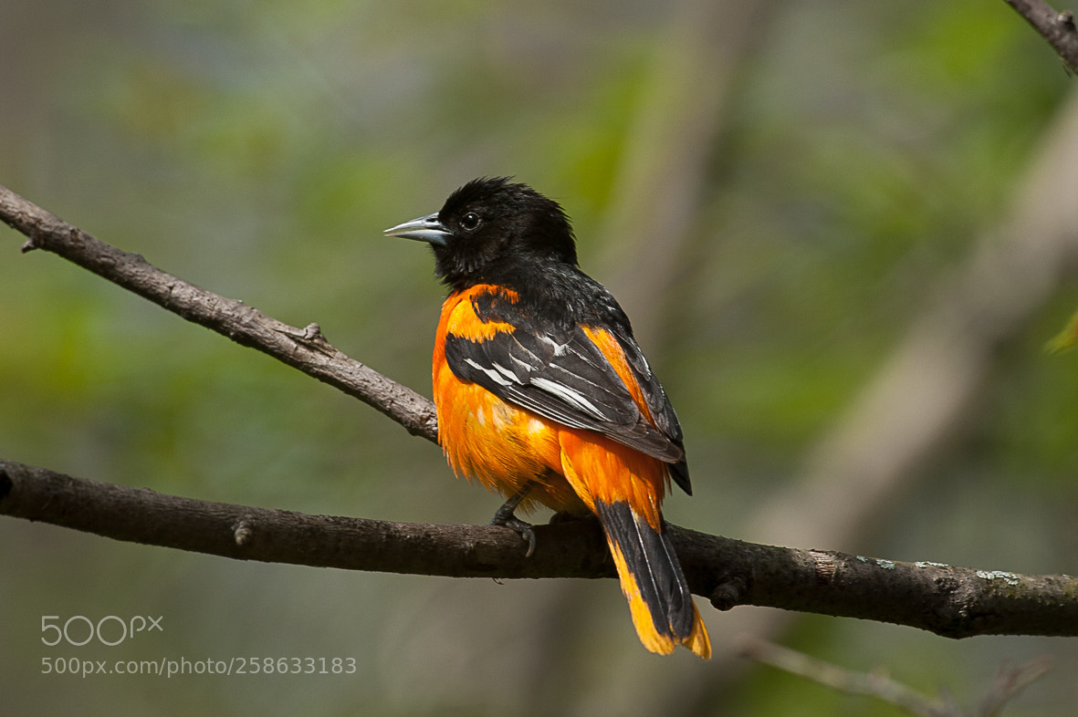 Nikon D700 sample photo. Baltimore oriole photography