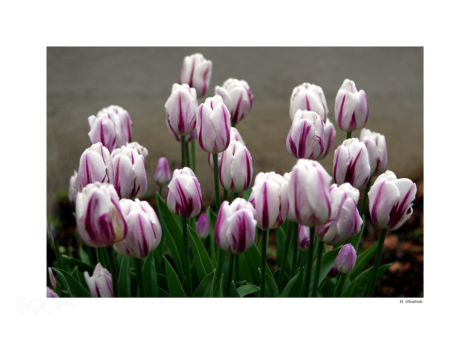 Canon EOS 20D sample photo. Img photography
