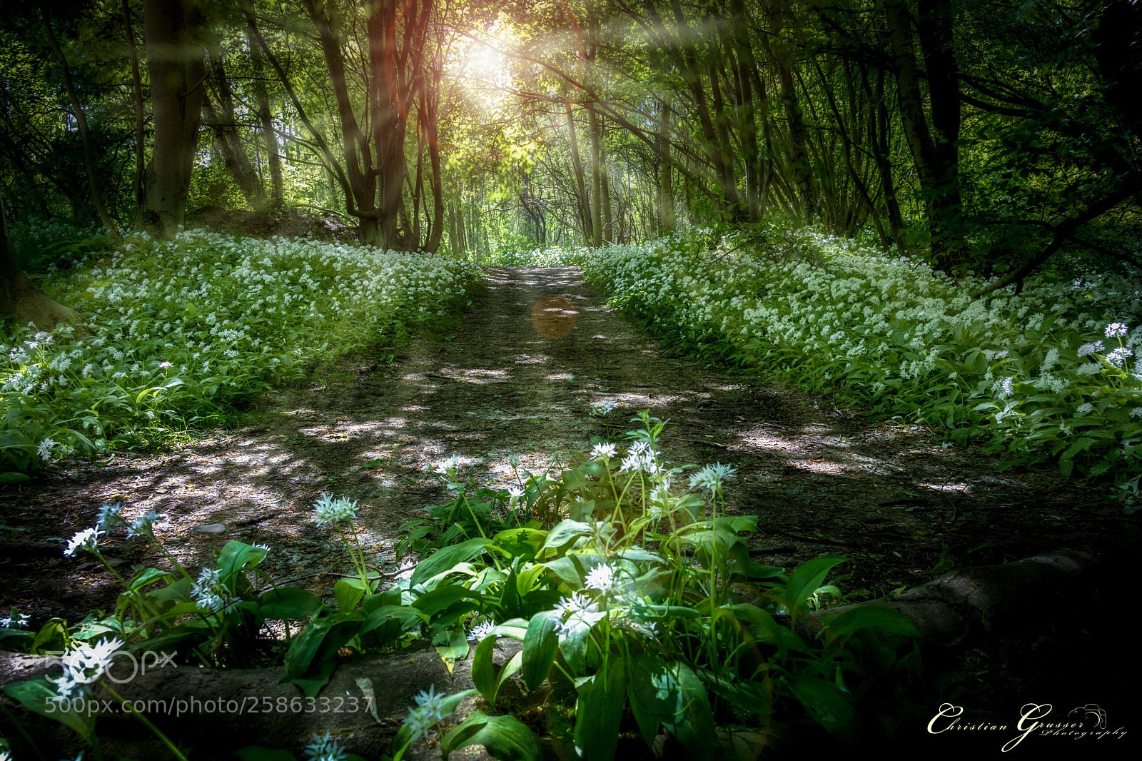 Canon EOS 760D (EOS Rebel T6s / EOS 8000D) sample photo. Fairy tale forest photography