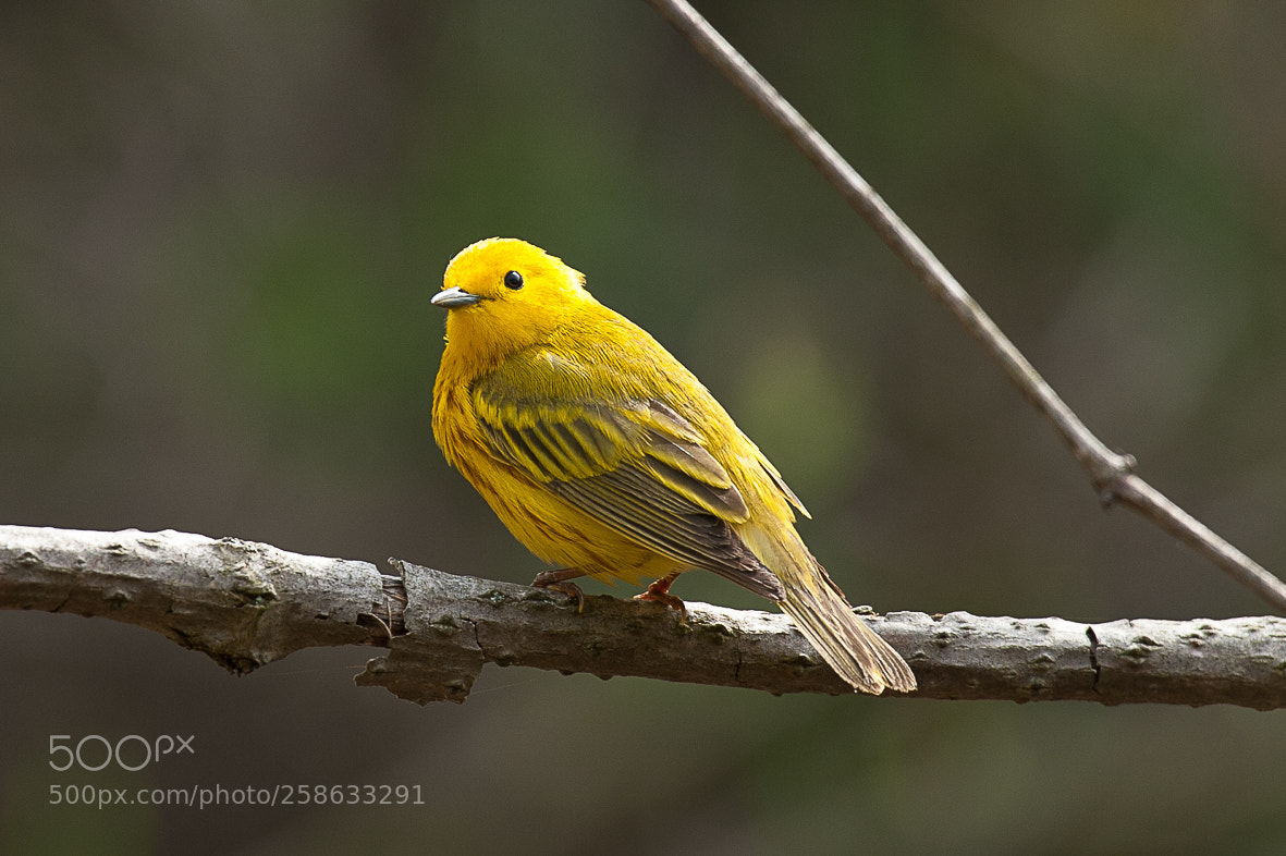 Nikon D700 sample photo. Yellow warbler photography