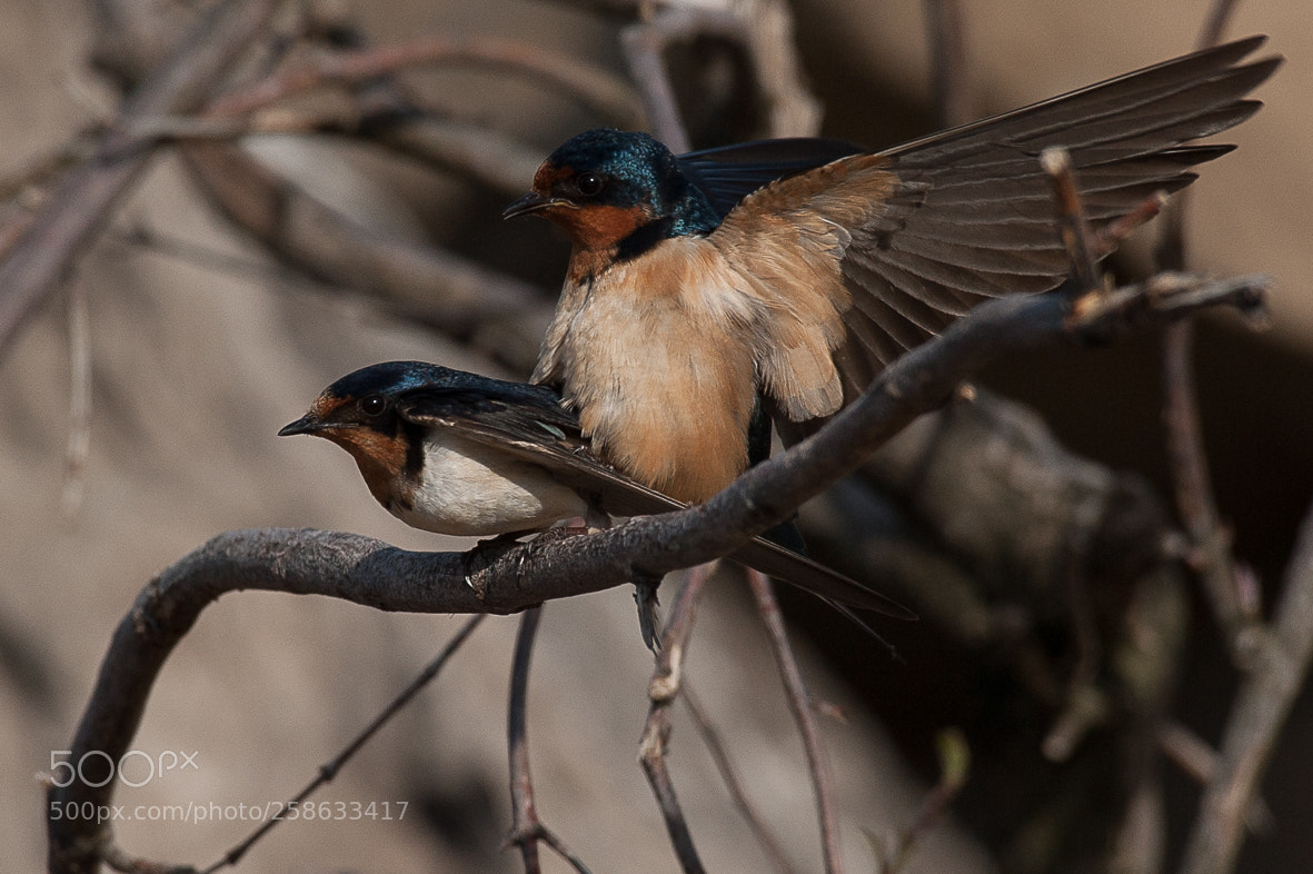 Nikon D700 sample photo. Barn swallows mating photography