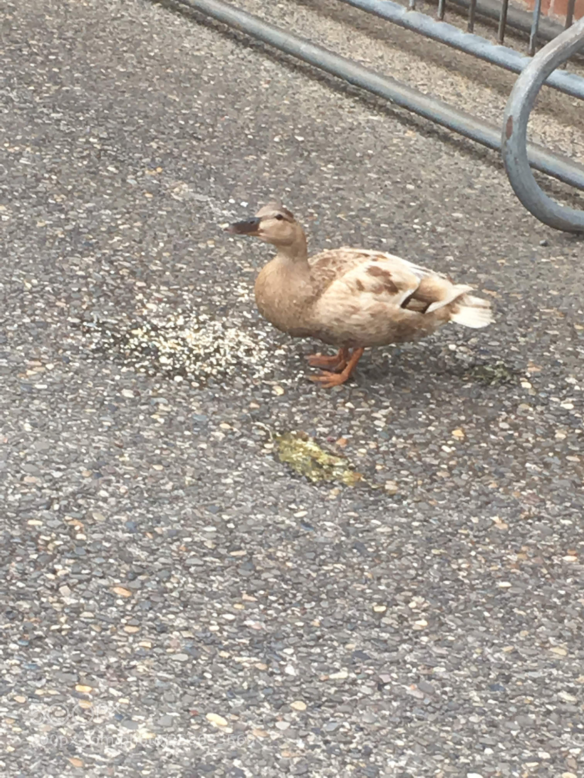 Apple iPhone SE sample photo. Img photography