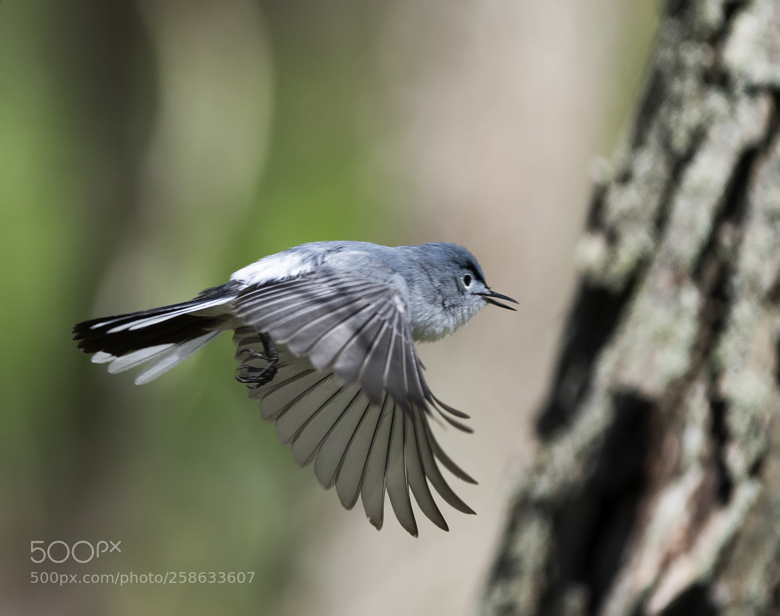 Nikon D850 sample photo. Bluie gray gnatcatcher photography