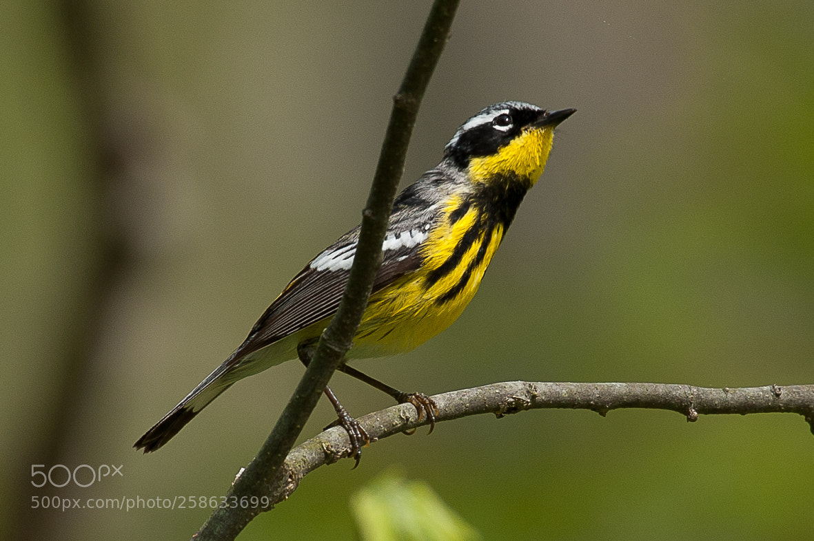 Nikon D700 sample photo. Magnolia warbler photography