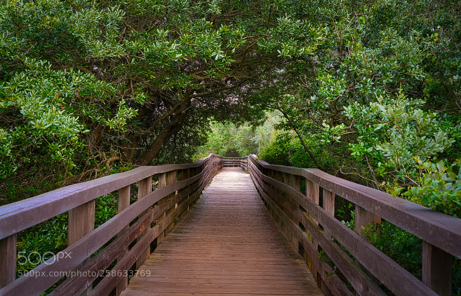 Sony a7R III sample photo. Boardwalk - jockey ridge photography