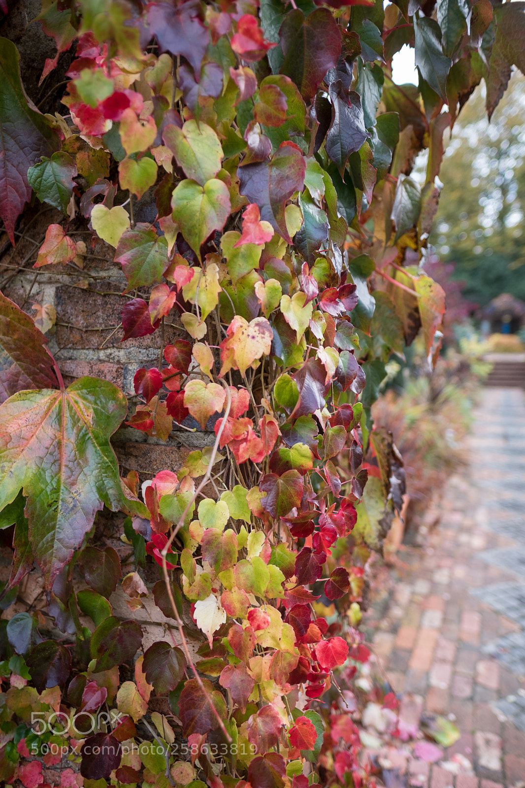 Fujifilm X-T2 sample photo. Autumn vines photography
