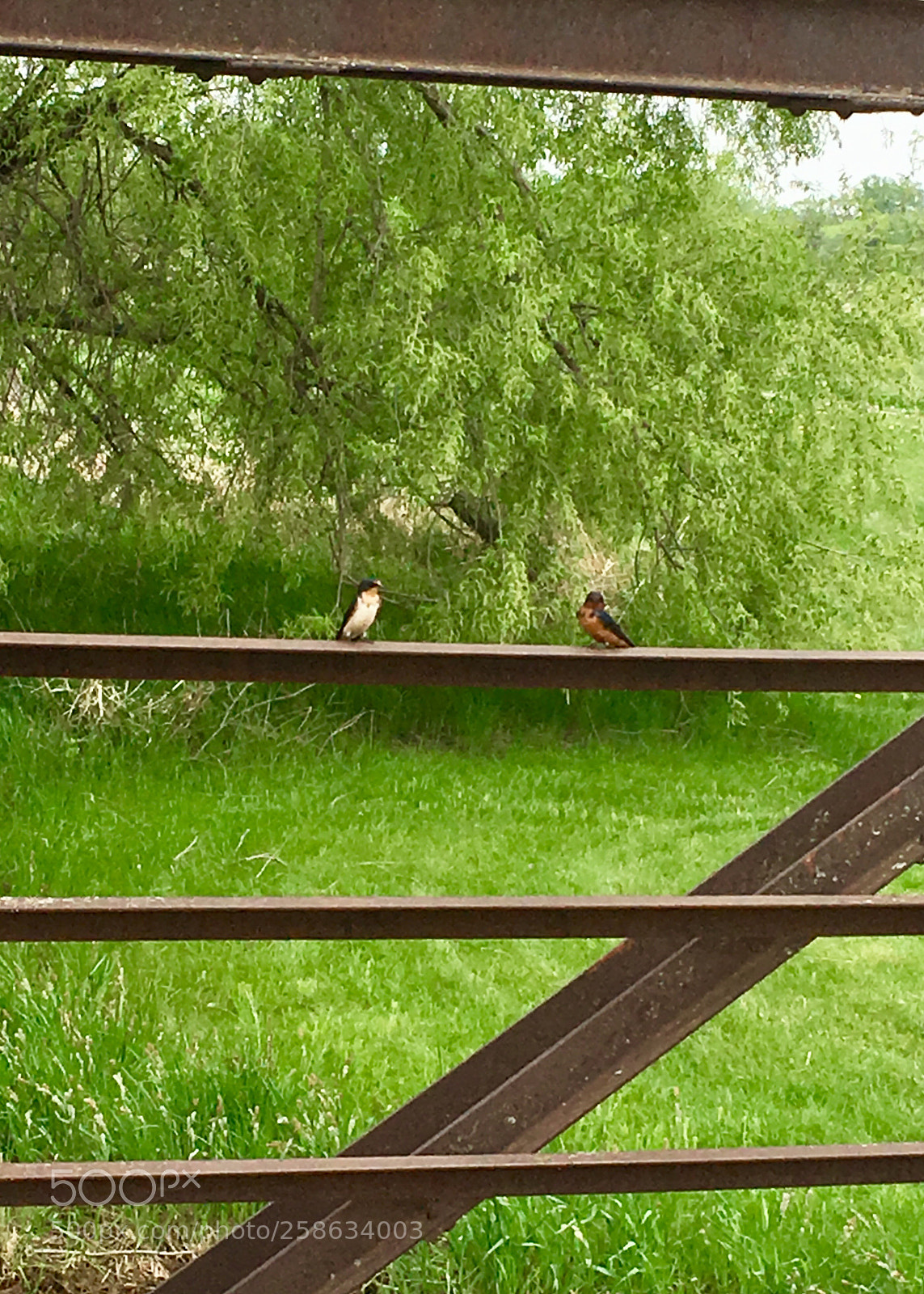 Apple iPhone 6s sample photo. Birds on a bridge  photography