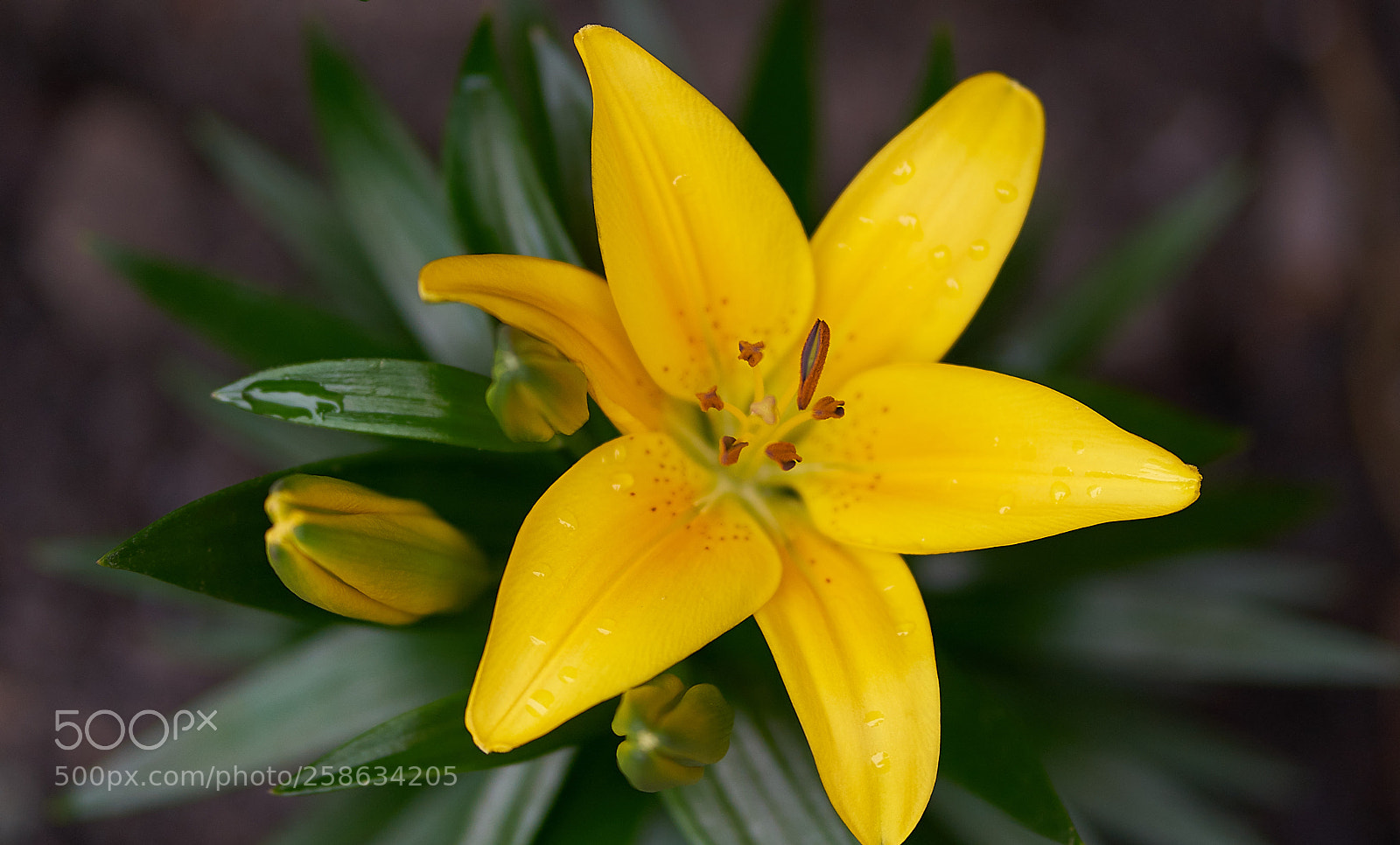 Sony a7 II sample photo. Asiatic lily photography