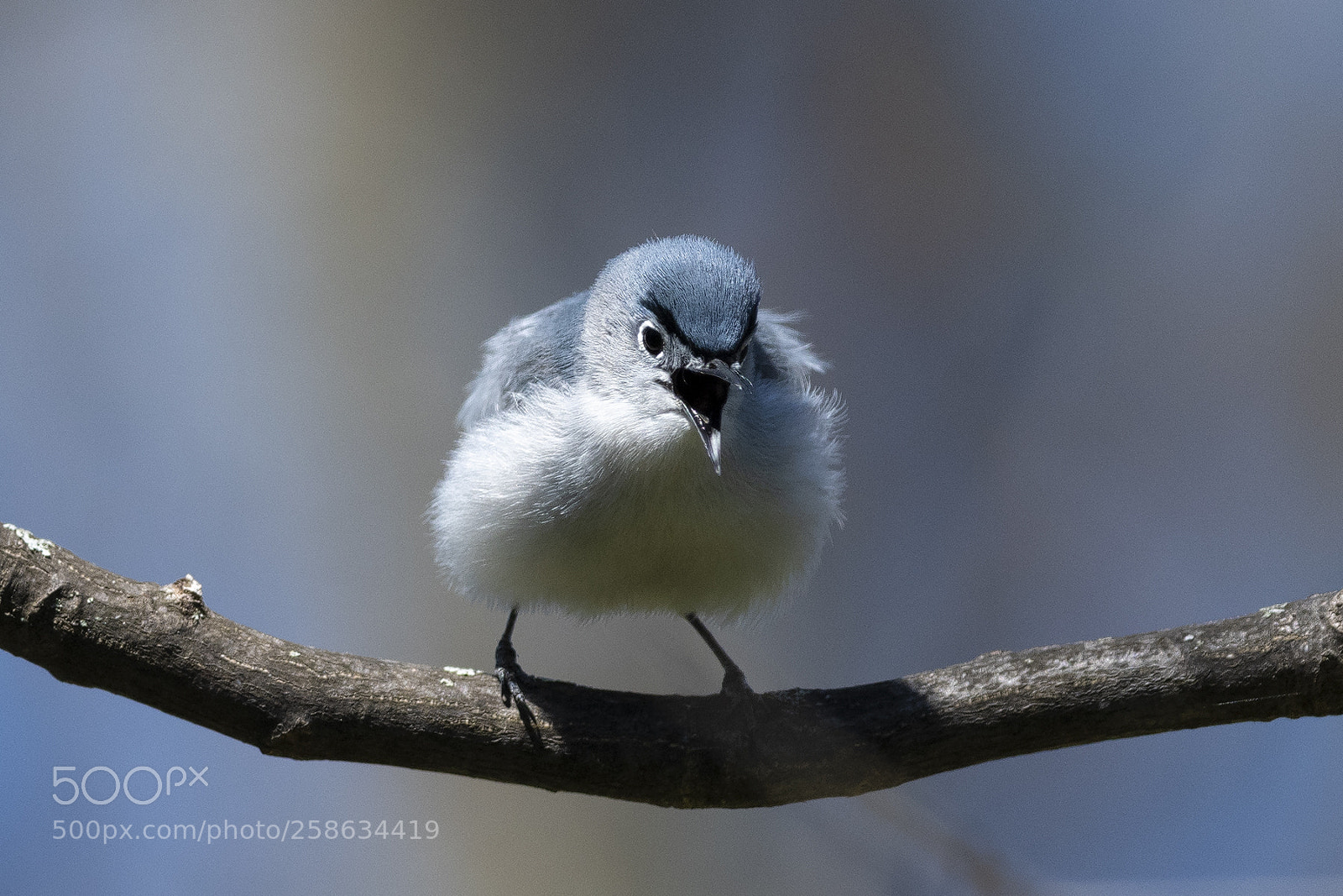 Nikon D850 sample photo. Blue gray gnatcatcher calling photography