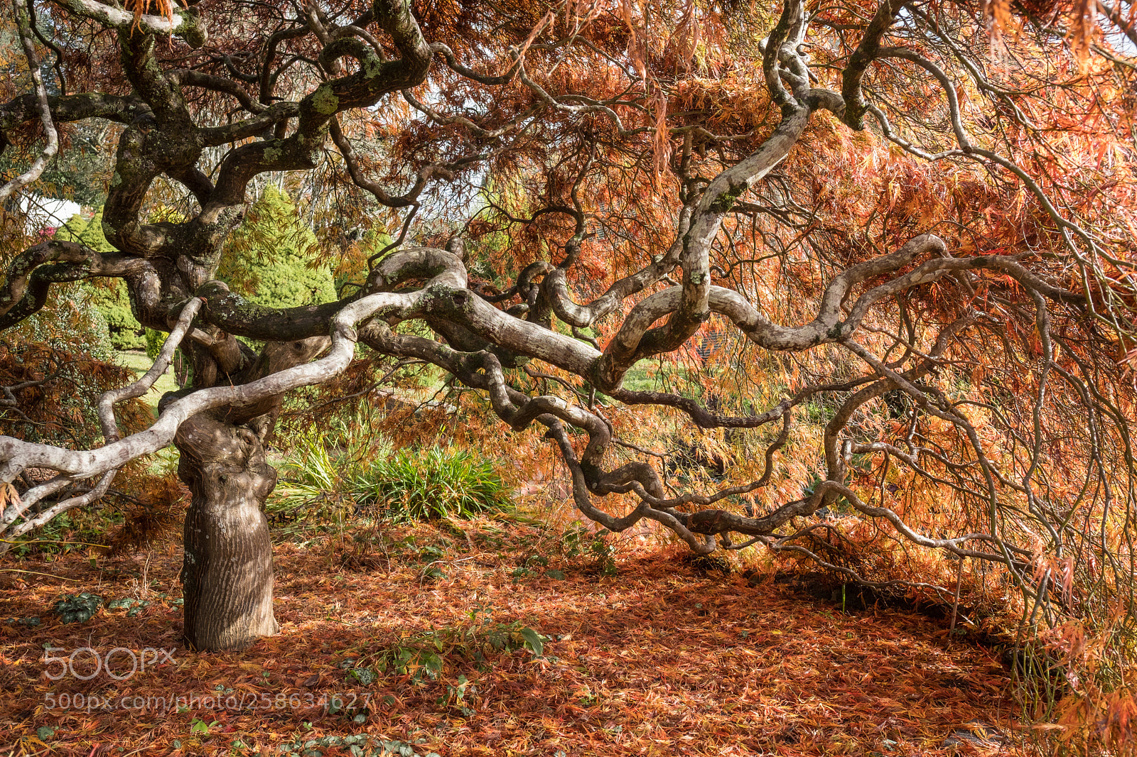 Fujifilm X-T2 sample photo. Fiery foliage photography