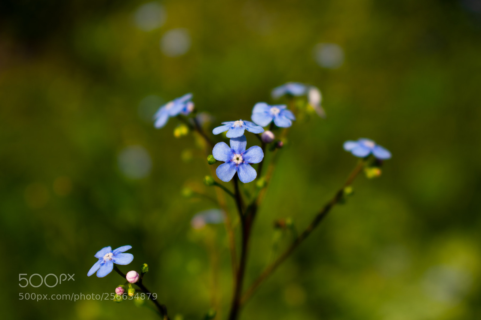 Nikon D3400 sample photo. Bokeh photography