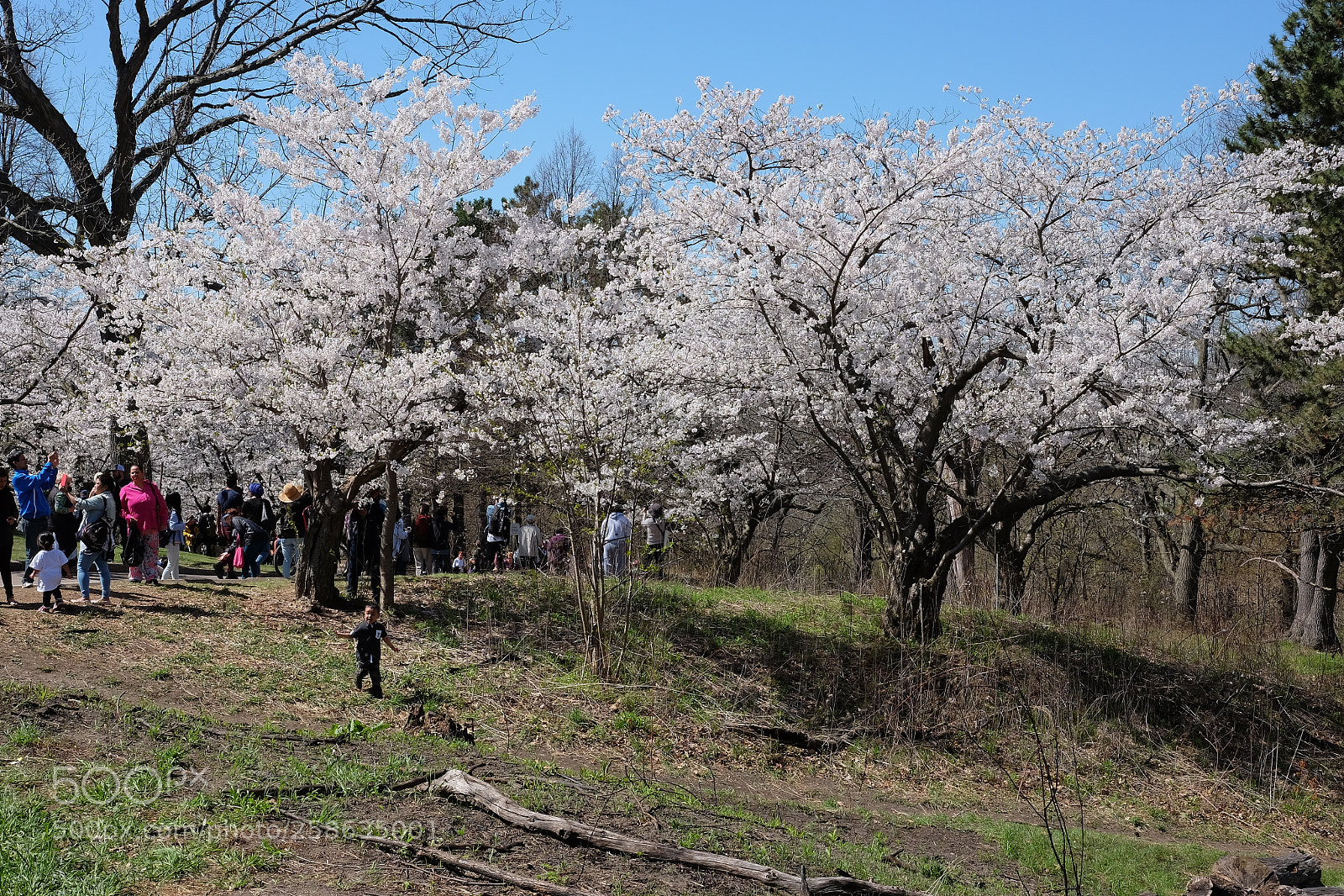 Fujifilm X-T10 sample photo. Cherry blossom high park 2018 photography