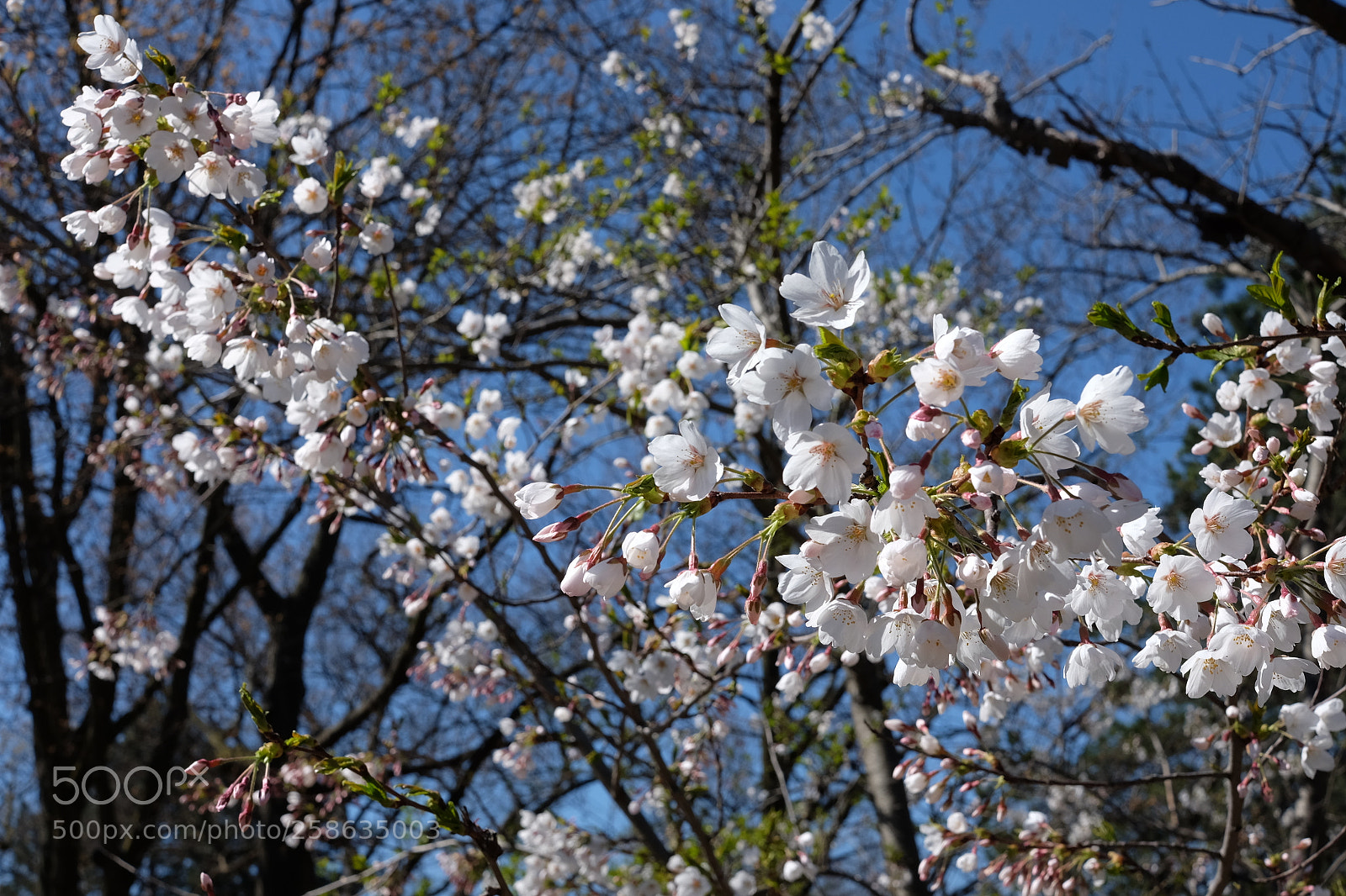 Fujifilm X-T10 sample photo. Cherry blossom high park 2018 photography