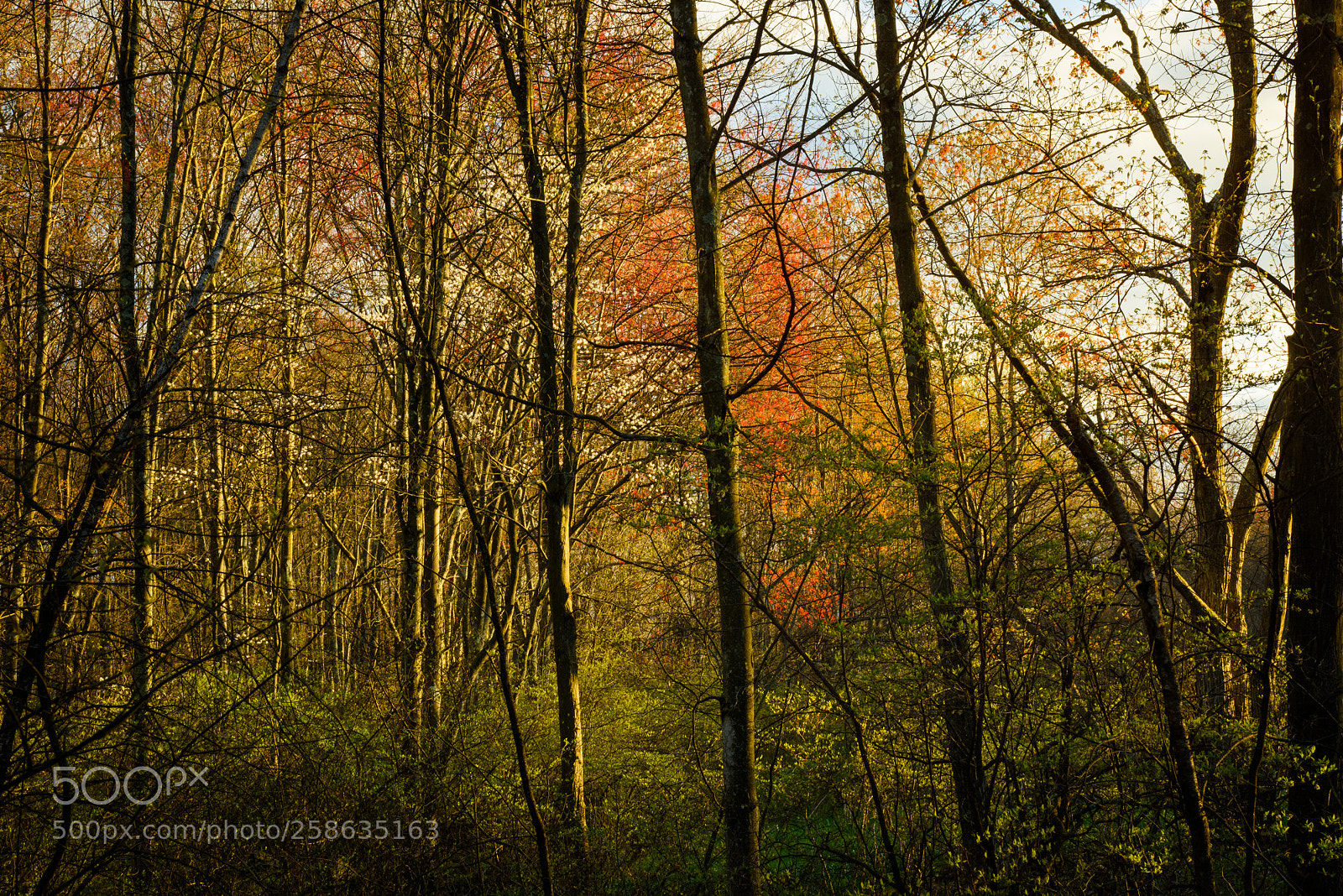 Nikon D810 sample photo. Spring colors photography