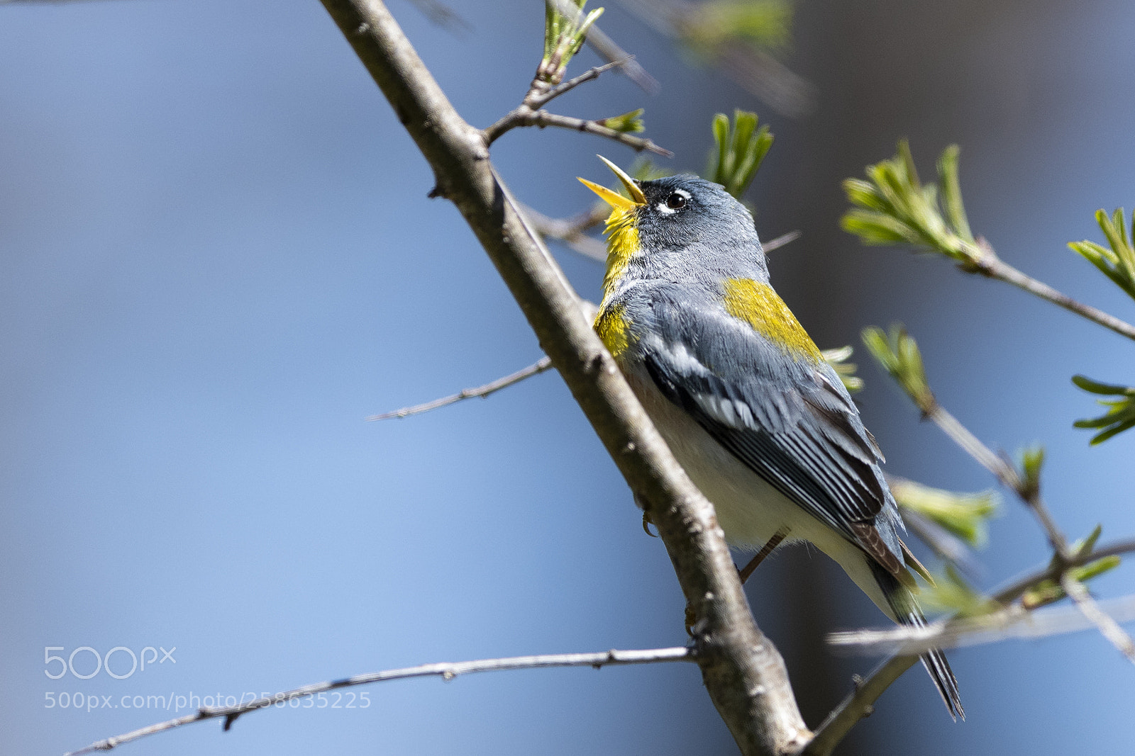 Nikon D850 sample photo. Parula warbler singing photography