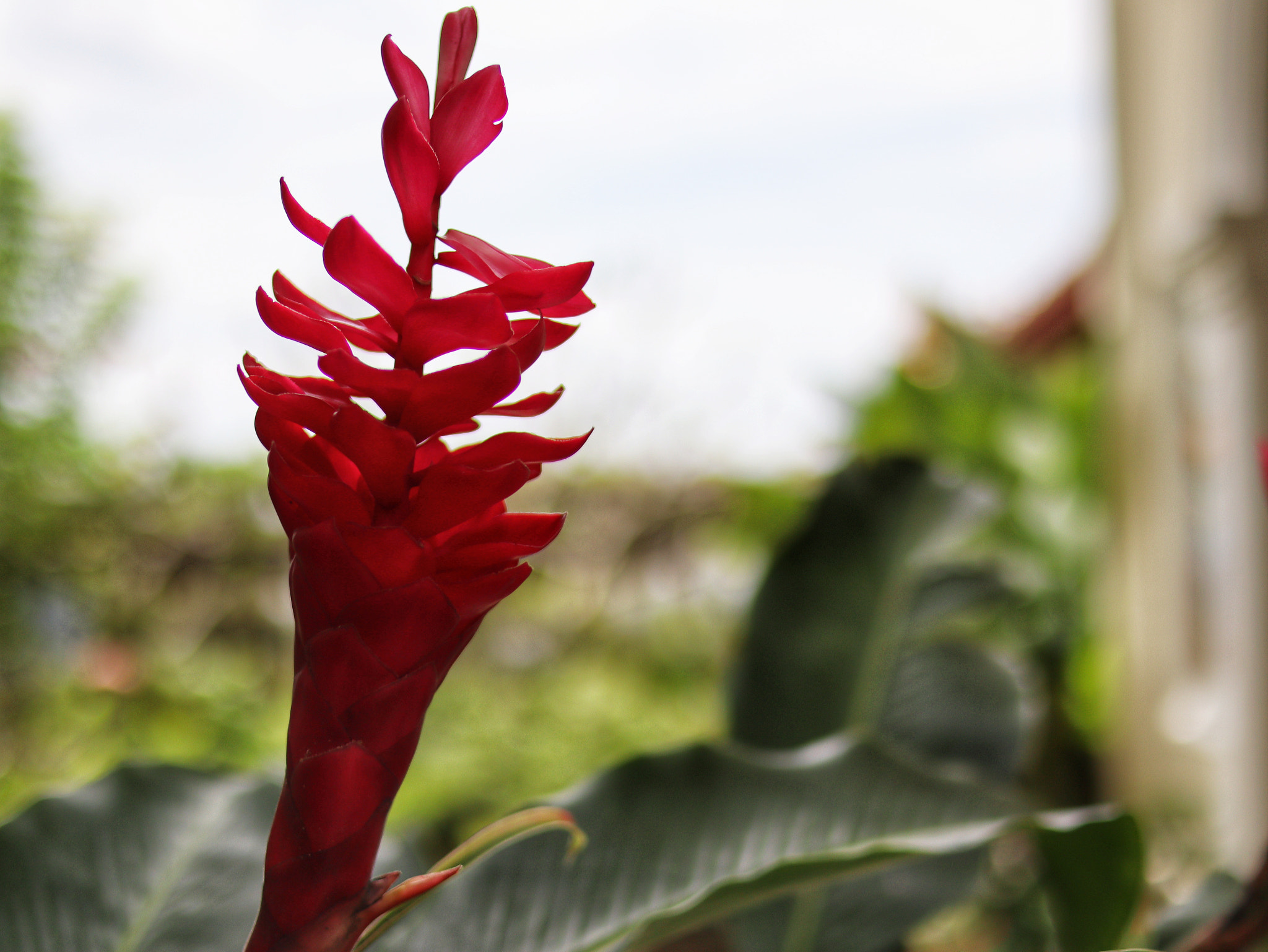 Canon EOS M50 (EOS Kiss M) sample photo. Close up red photography