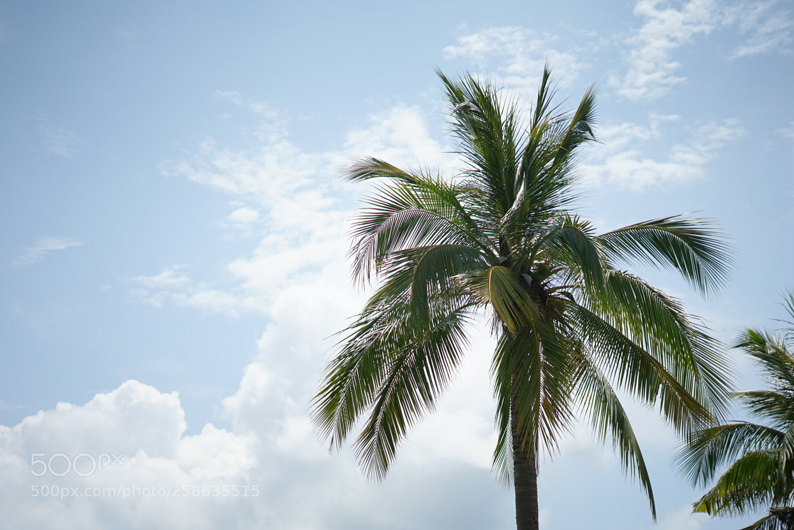 Sony a7 II sample photo. Untitled photography