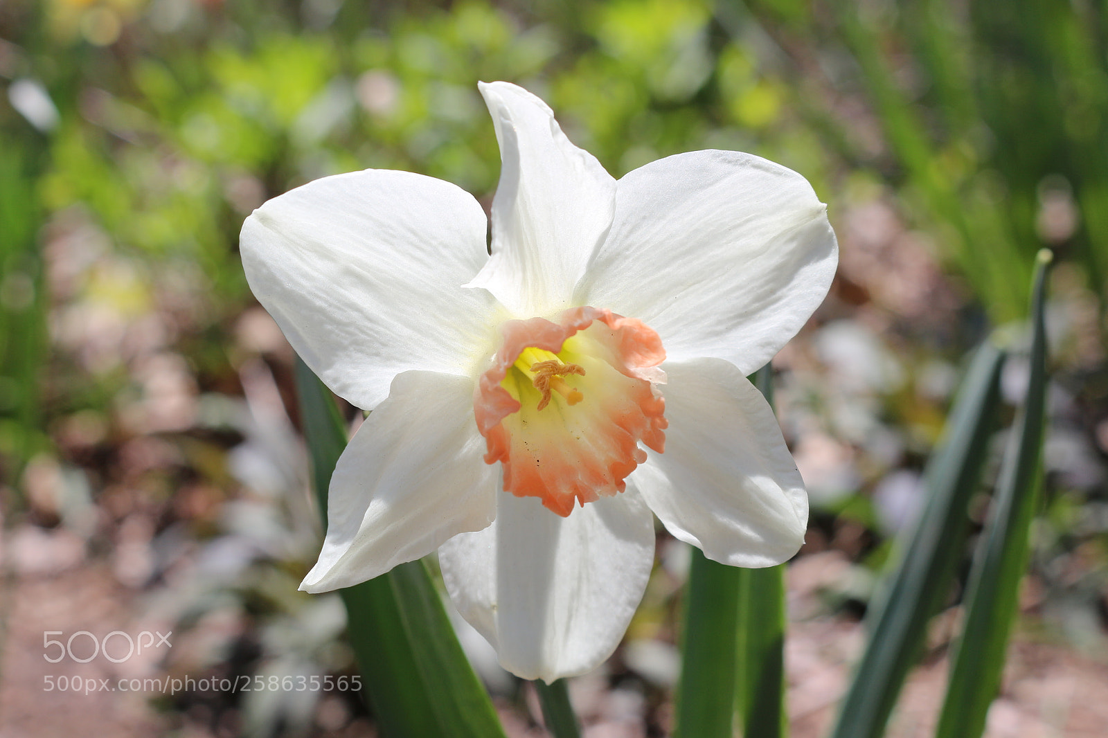 Canon EOS 700D (EOS Rebel T5i / EOS Kiss X7i) sample photo. Img photography
